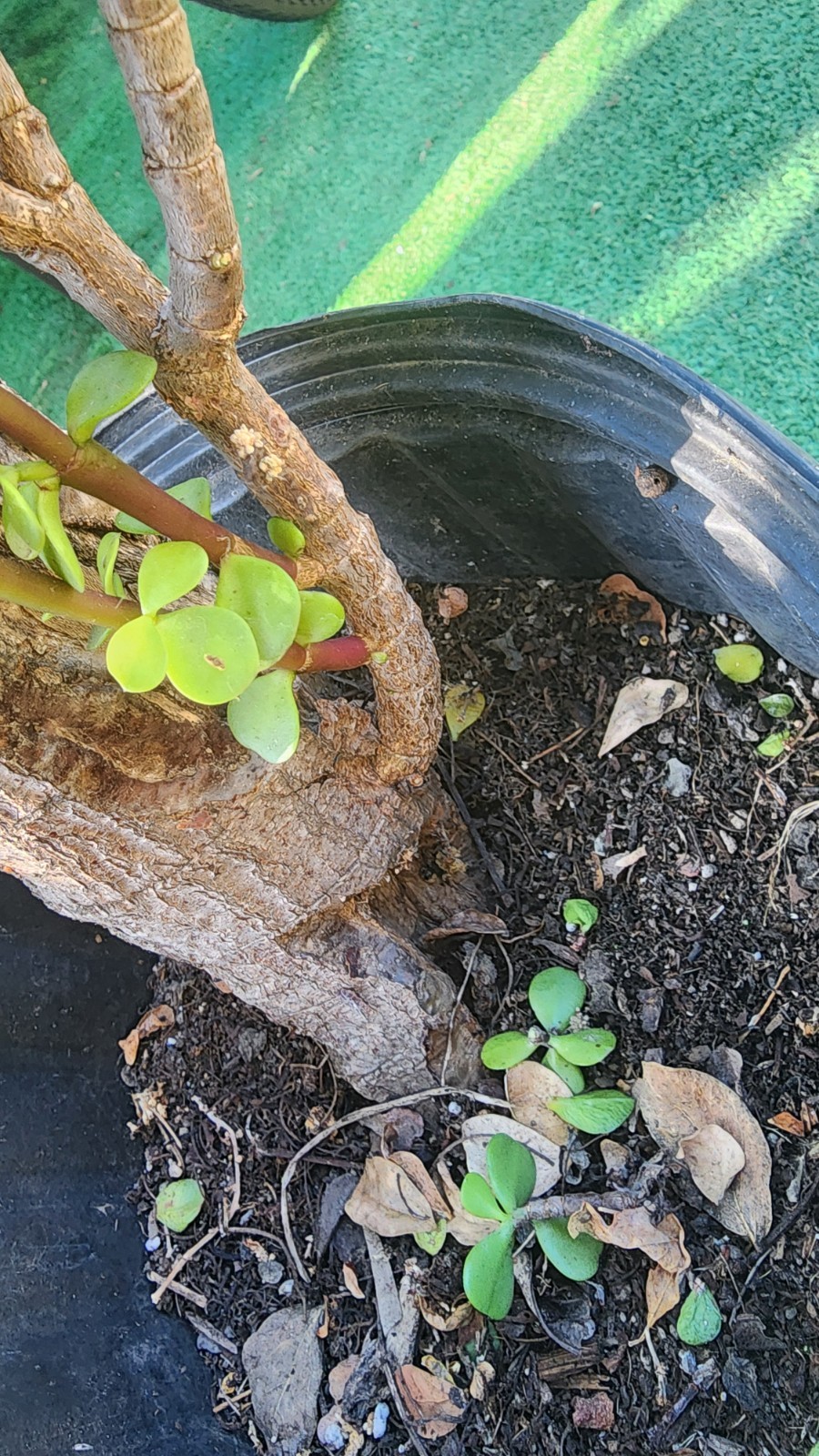 Large Portulacaria Afra 30″tall,Fat and Mature trunk,shipping bare roots.