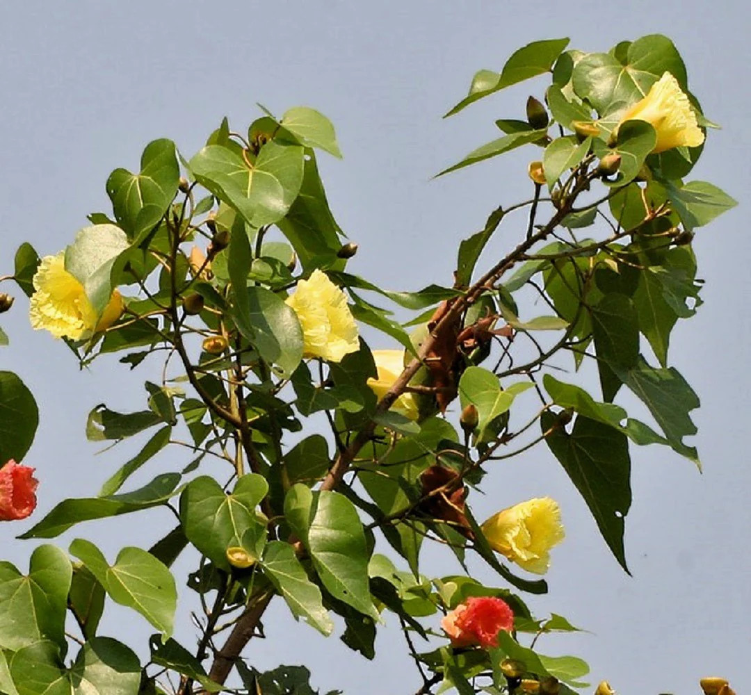 10 PORTIA TREE Yellow Pink Purple Flowers Change Color Thespesia Populnea Seeds