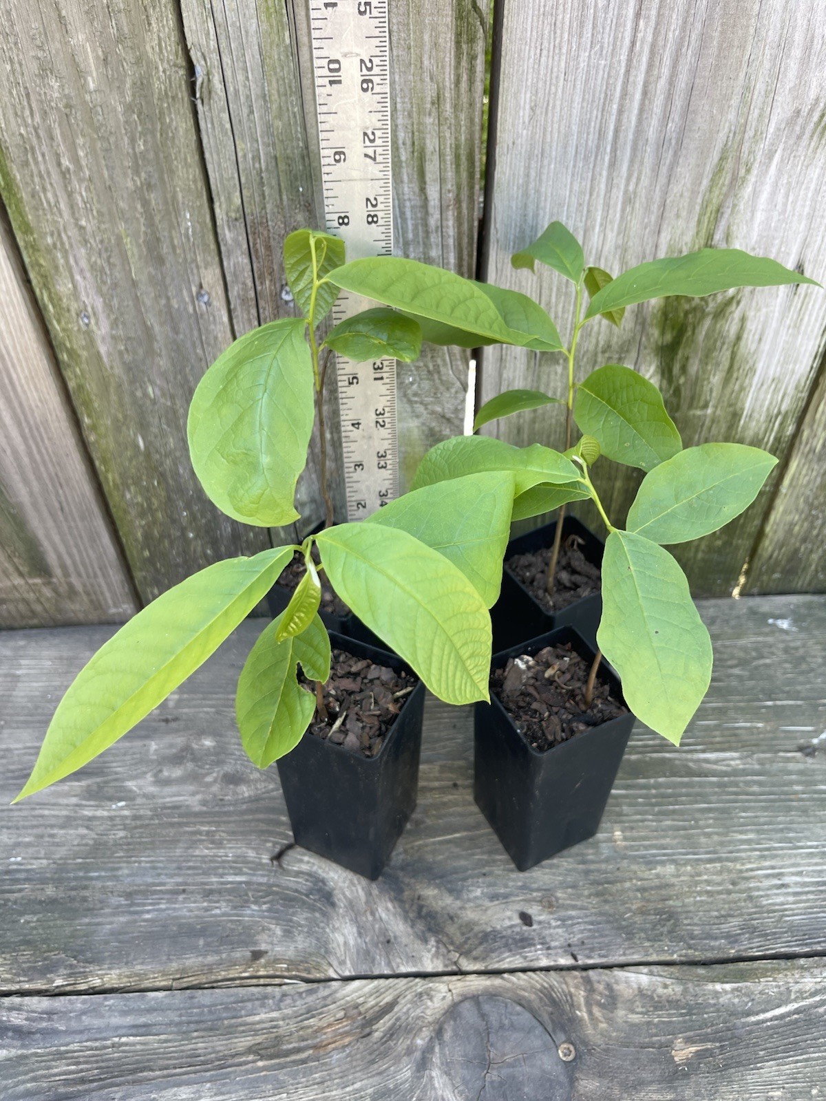 4pack PawPaw Asimina Triloba Trees Each Tree Is 5”-10” 2yr Old In TreeBands!