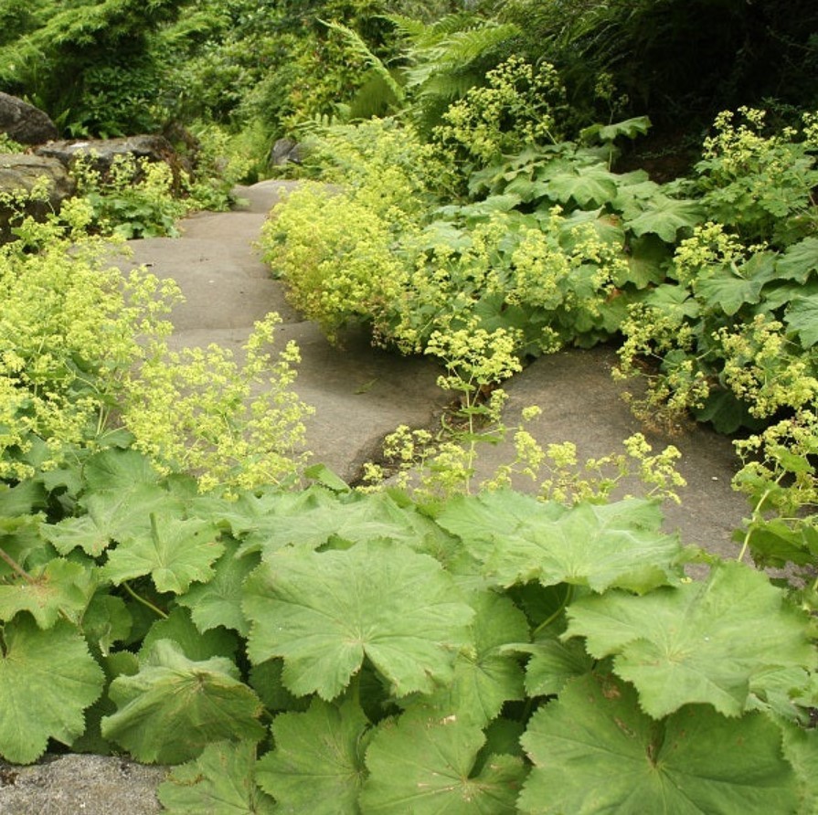 Set 2 Alchemilla Thriller Live Plug Plant – 3-6″ Tall – Hardy – Zones 3-8
