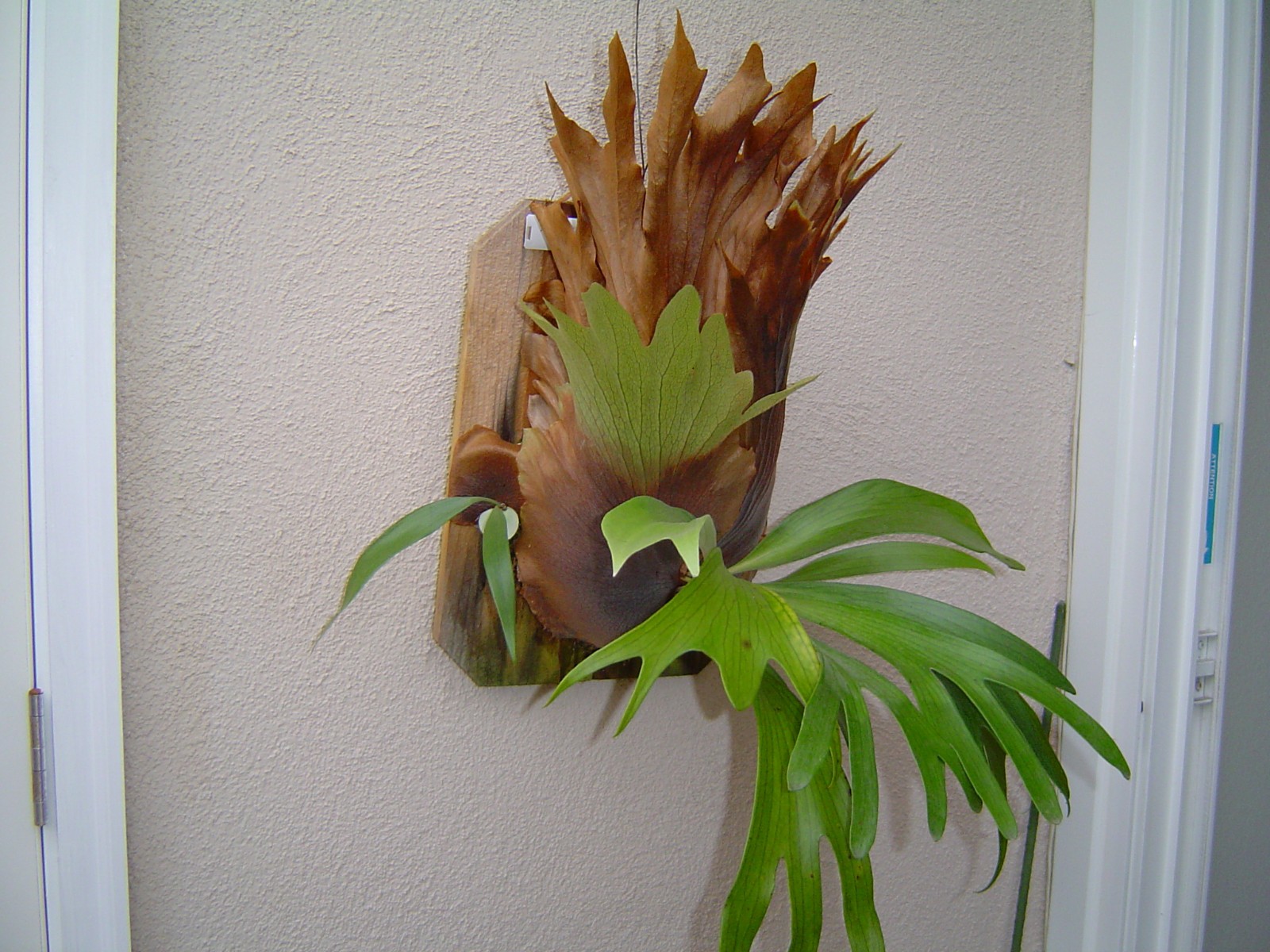 Staghorn Fern – Kaneohe Dwarf – Platycerium