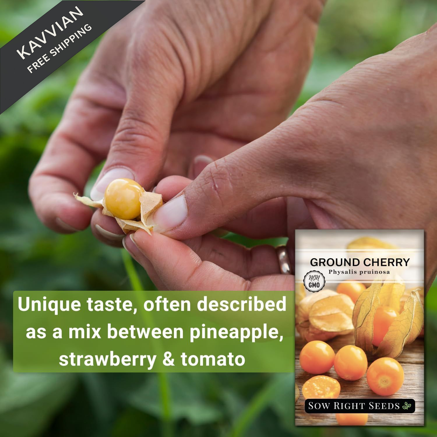 Sow Right Seeds – Ground Cherries for Planting – Non-GMO 1, Orange