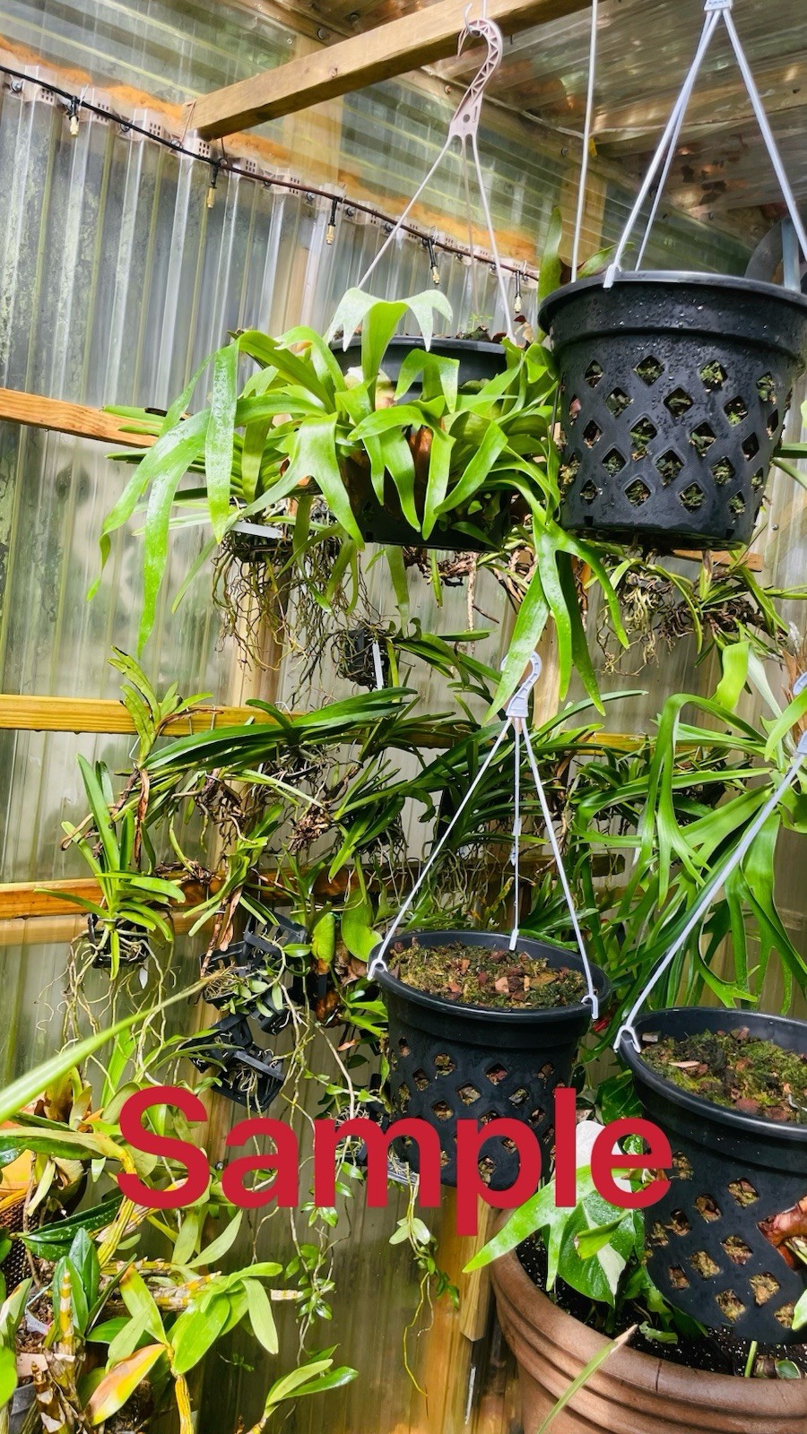 Platycerium Staghorn Fern Pot With Hanging Hook 10 Inch