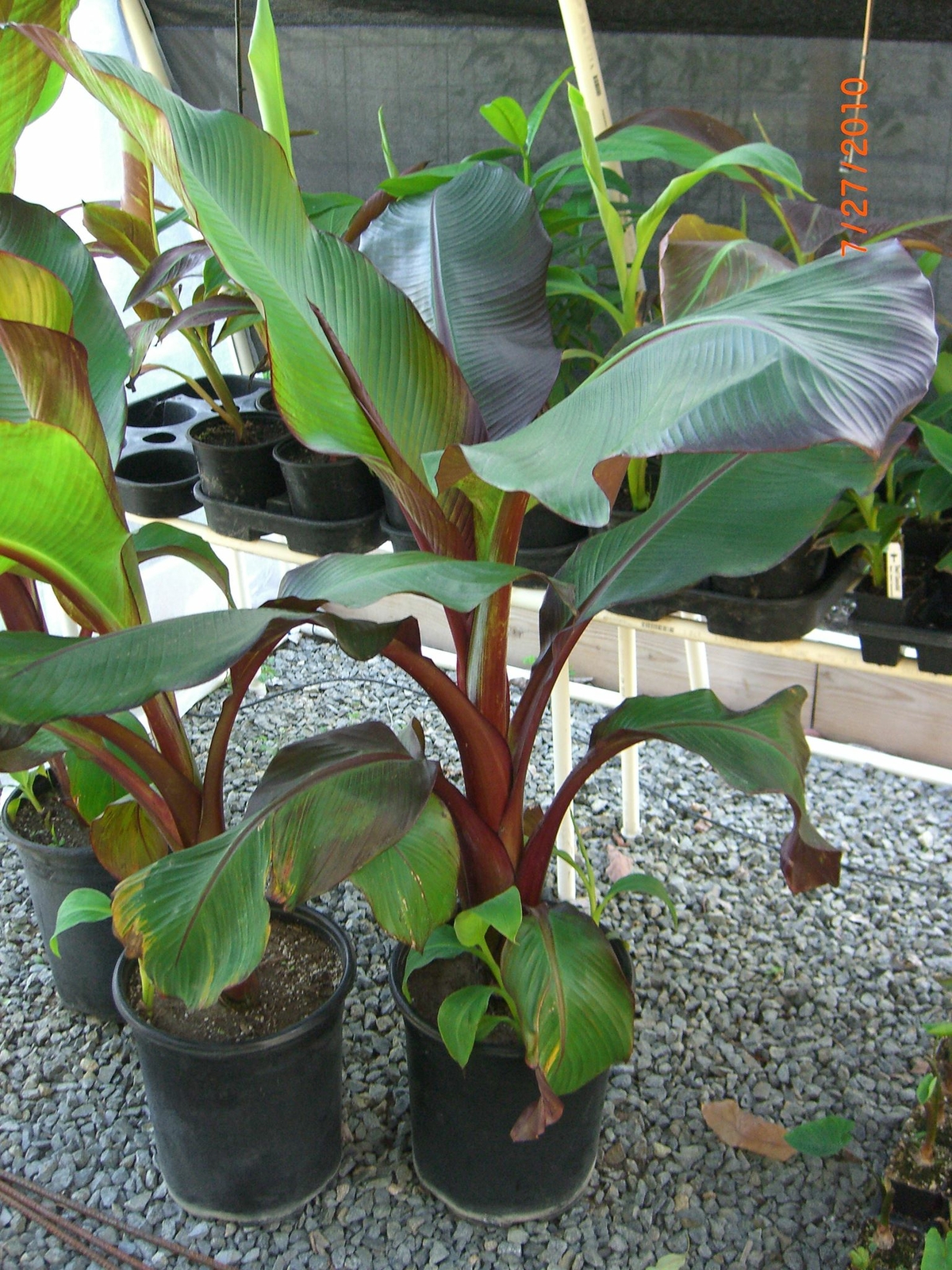 Ensete Maurelii – Red Abyssinian Banana – 12-14 Inches tall