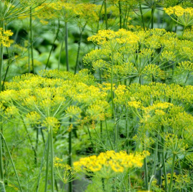 DILL BOUQUET Popular Bees Butterflies Birds Cooking Host Plant Non-GMO 500 Seeds
