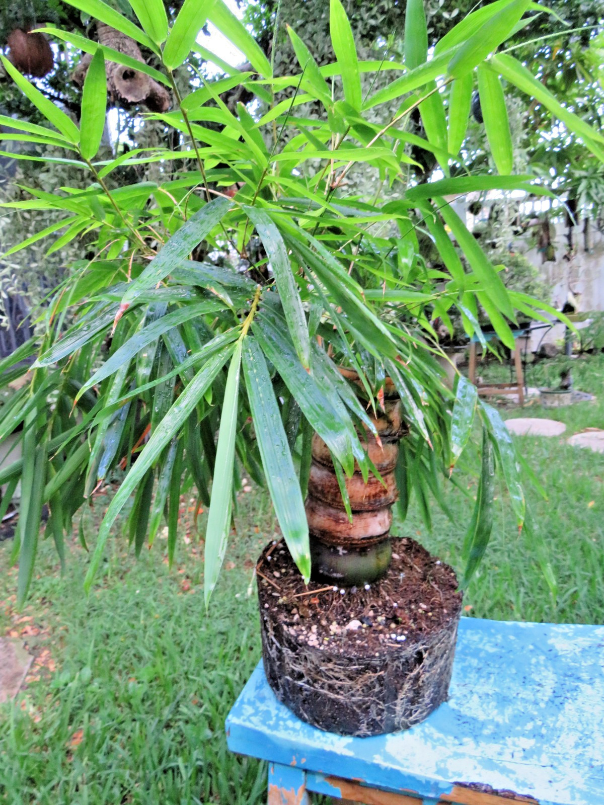 Buddha Belly Bamboo Thick trunk Bambusa ventricosa Exotic Tropical Bonsai Plant