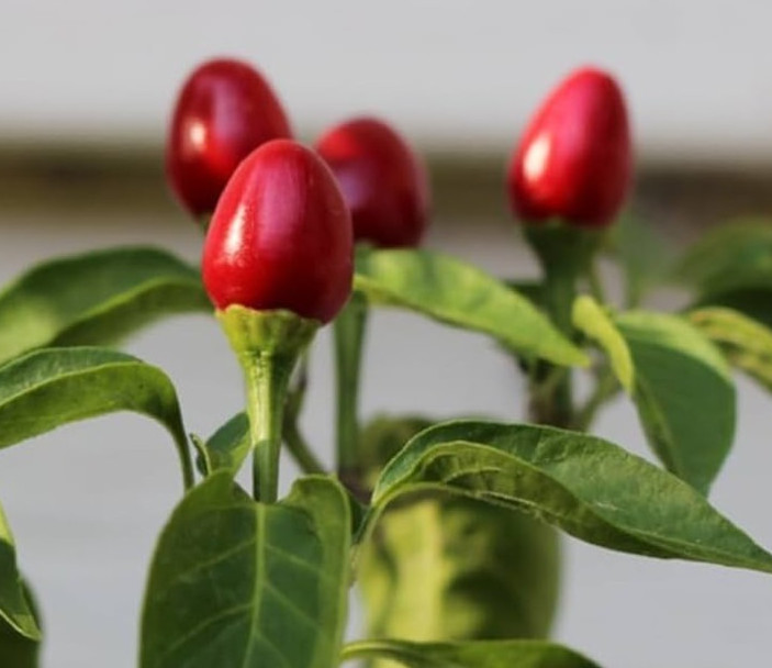 20 Classic Fresh Hot Chiltepin Premium Pepper Seeds-A 19