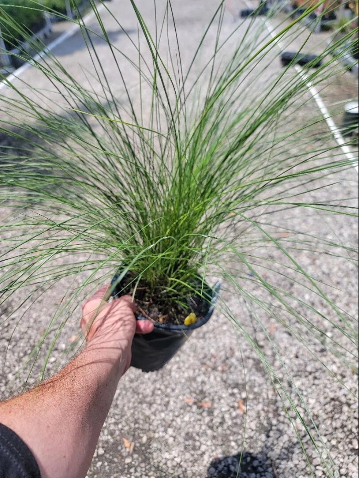 Muhly Grass Pink Live Starter Plant Pink Muhly Grass Plant 4-6″Tall Ship No Pot