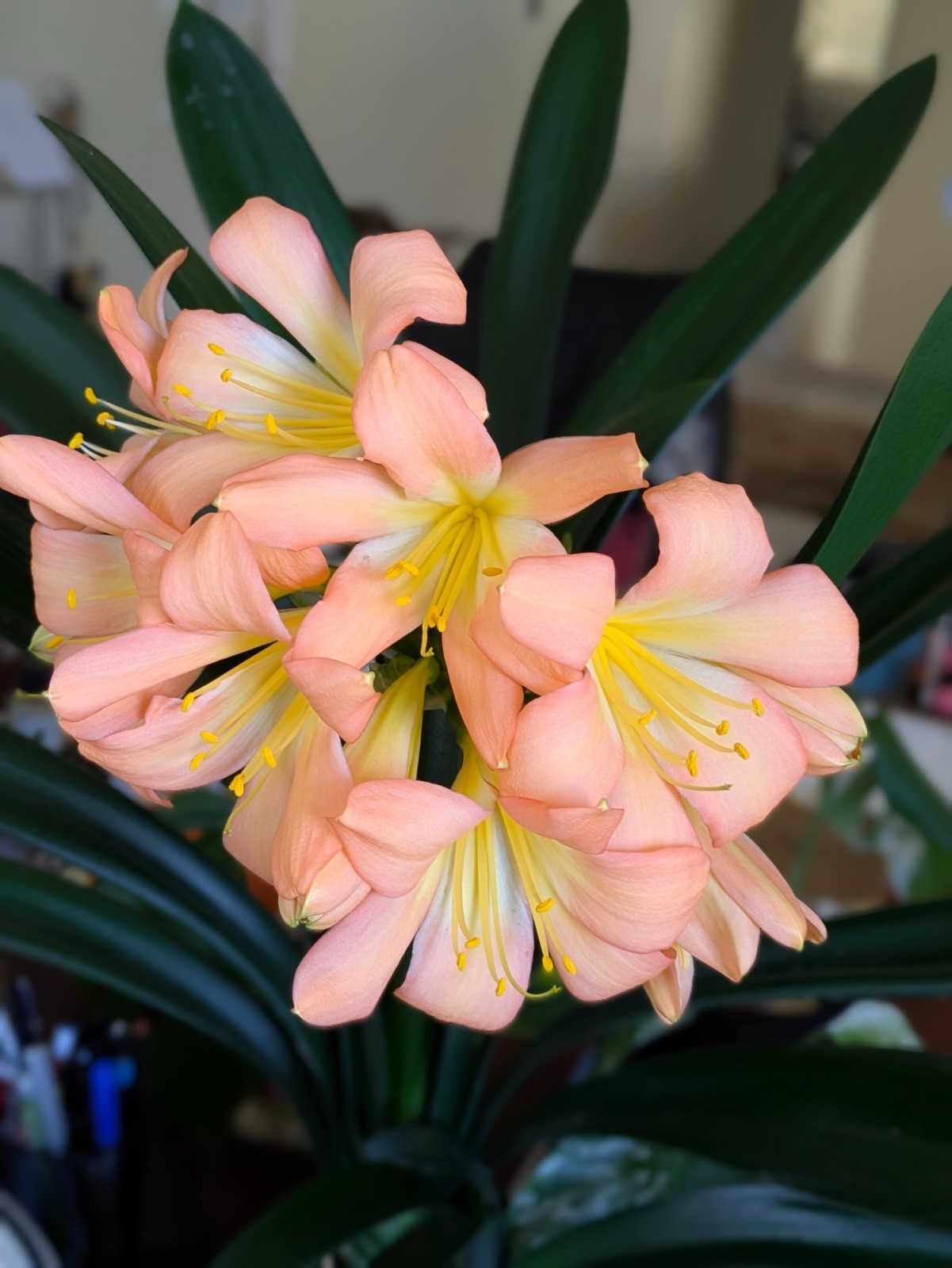 Clivia Seedling ~ Rudo Lotters Peach/Pink, Self-pollination, FREE Shipping