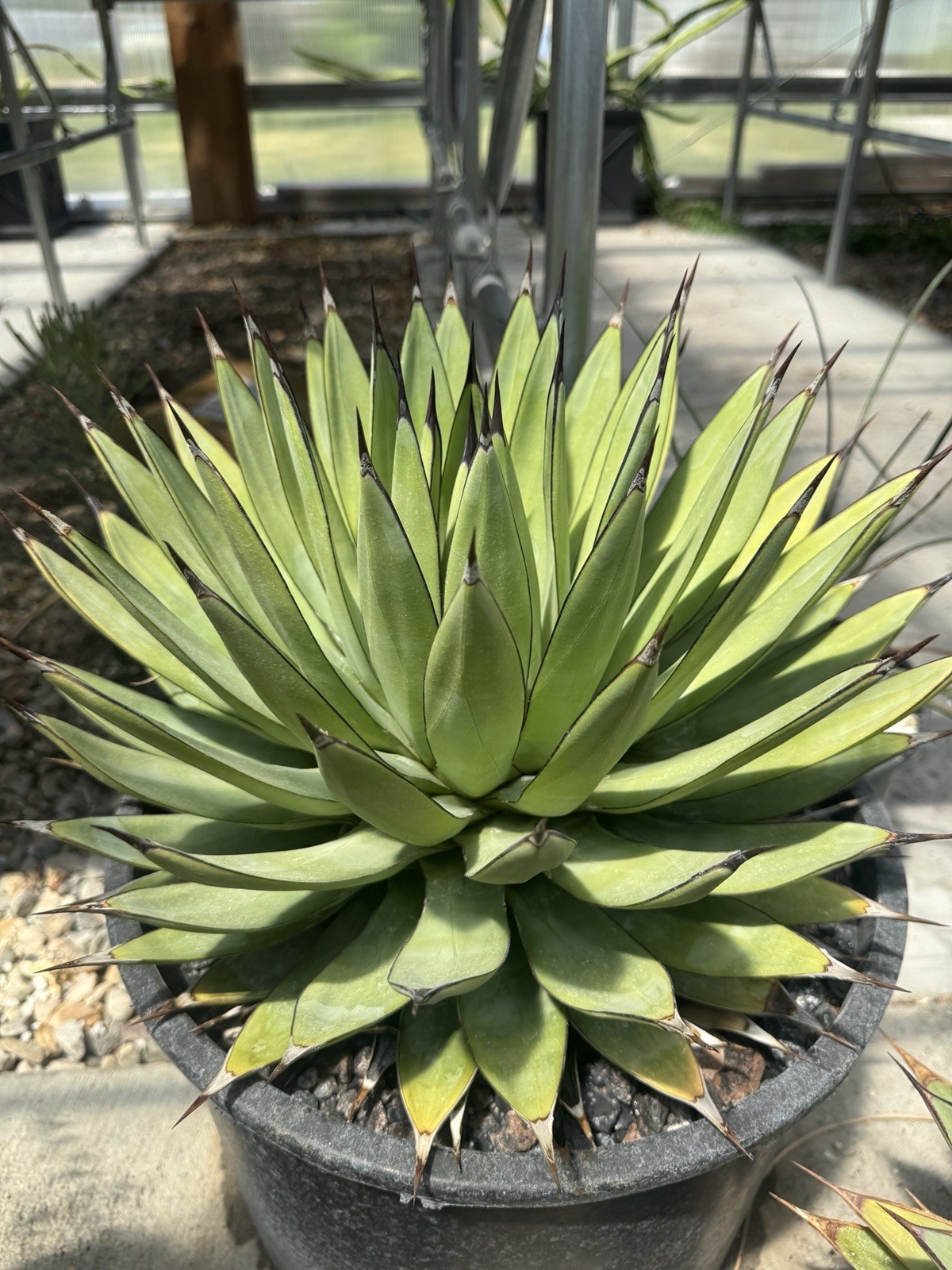Agave “Little Shark” Succulent Live Plant Cactus