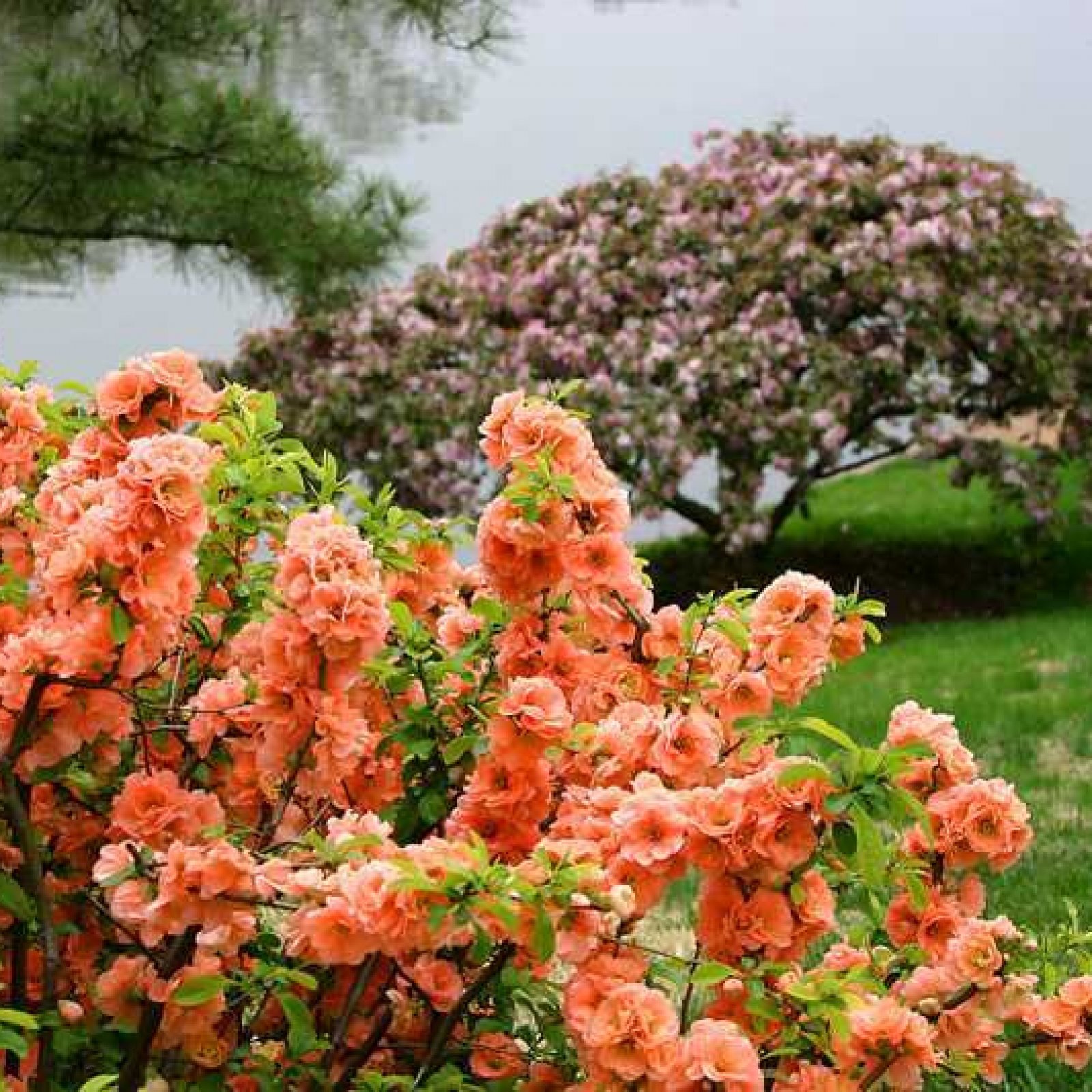 JAPANESE QUINCE Chaenomeles Japonica – 20+ SEEDS