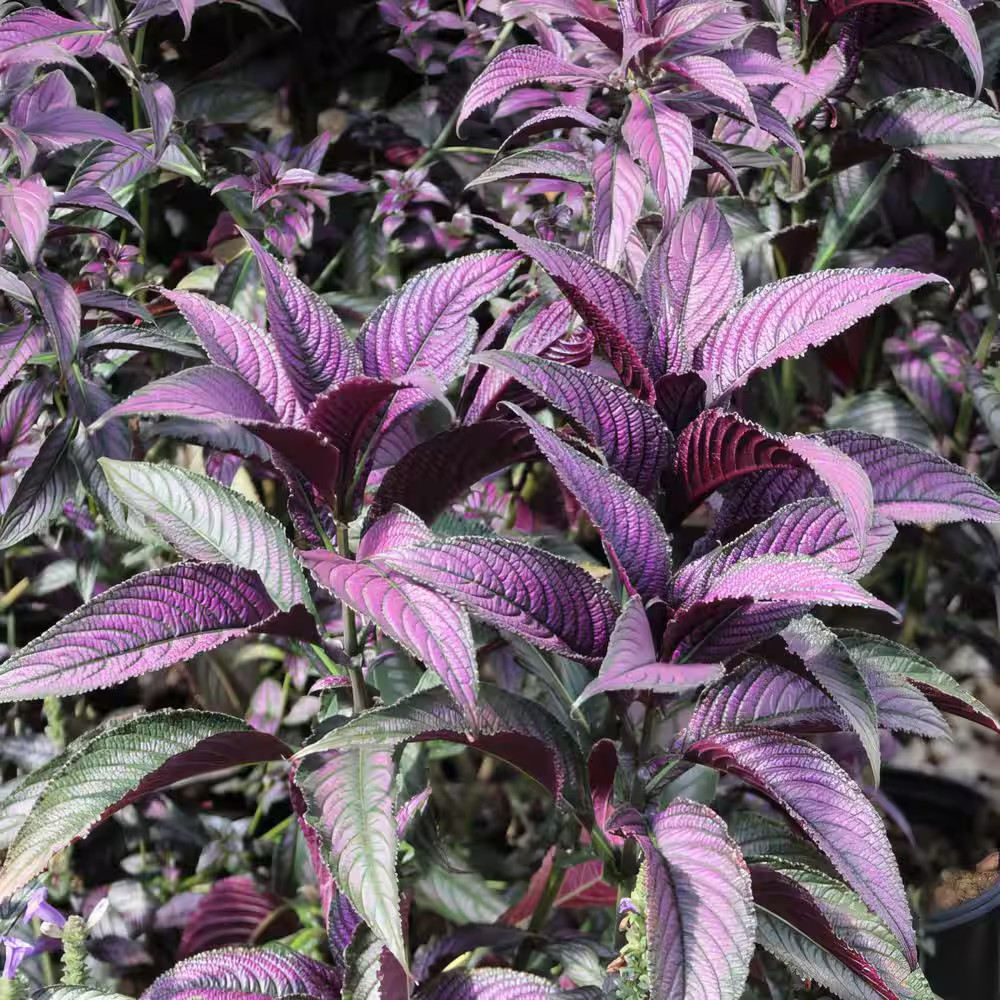 4 In. Persian Shield Purple Bloom Strobilanthes Plant (16-Pack)