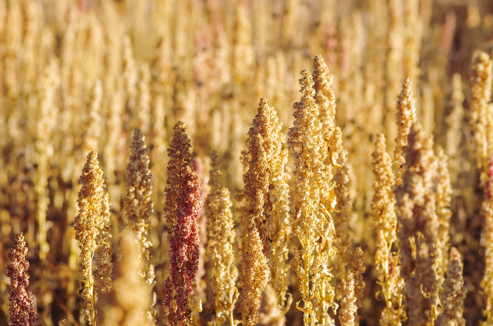 100 Organic PEPPERMINT QUINOA Grain Chenopodium Quinoa White Green – White Seeds
