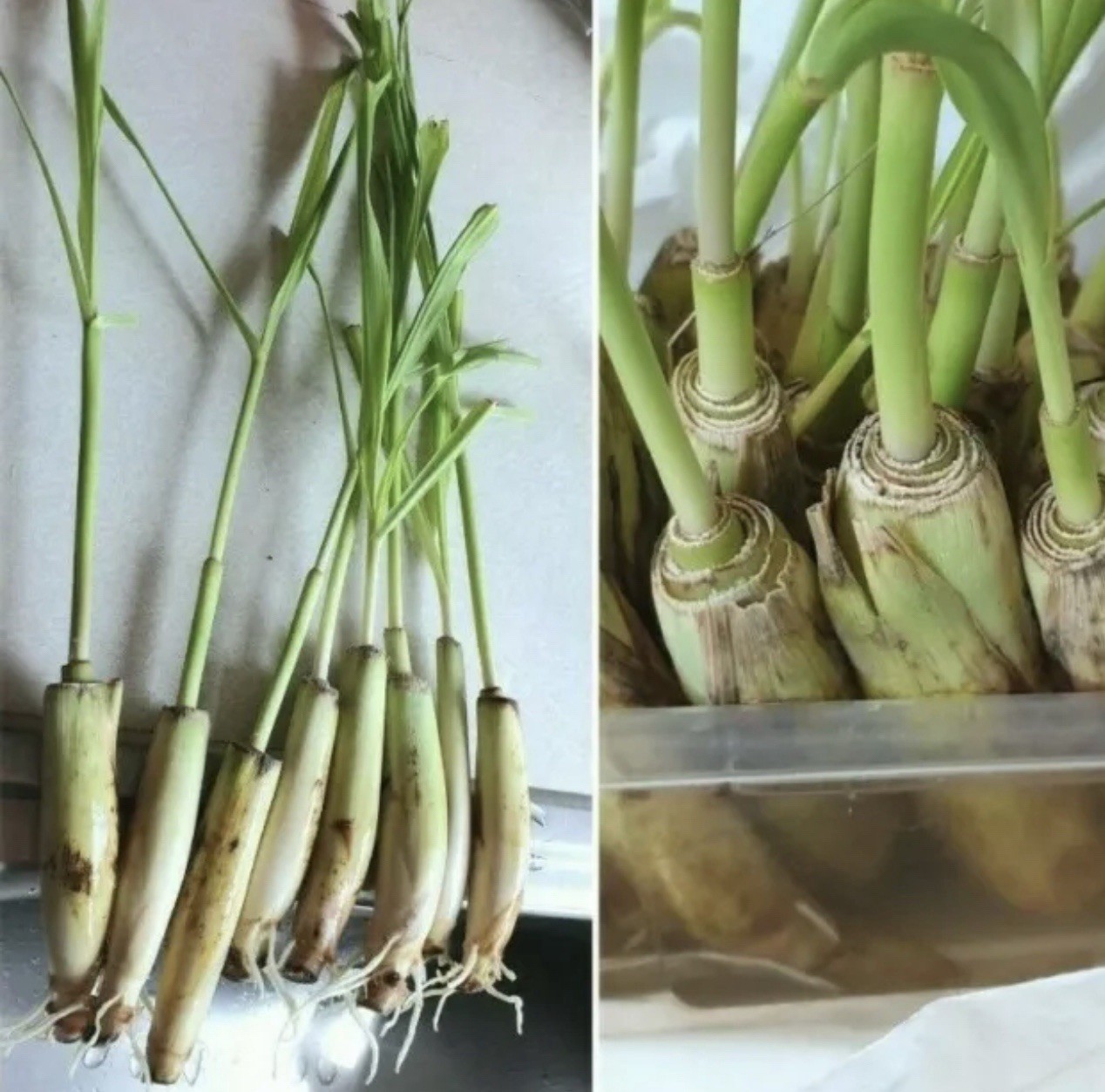 3 Lemongrass Stalks 6” Old Plant Root Easy To Plant