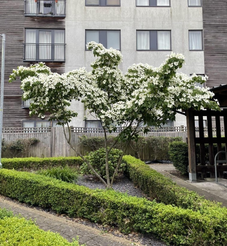 Kousa Japanese Dogwood Tree – 12-18″ Tall – 1qt Pot – Cornus Kousa – Zones 3–8