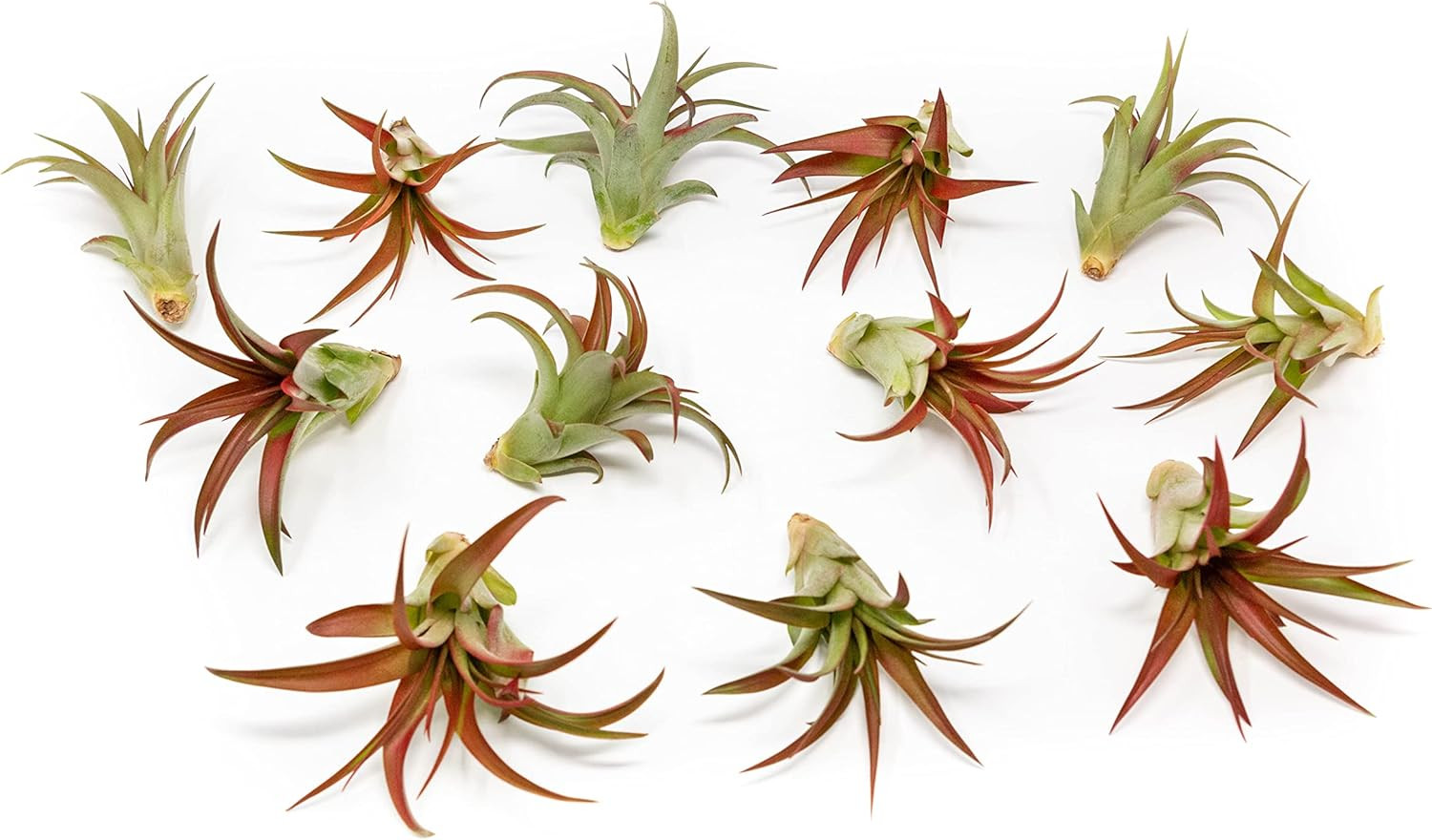 12 Pack Air Plants Red Abdita Tillandsia – Medium Air Plants Live Variety Pack –