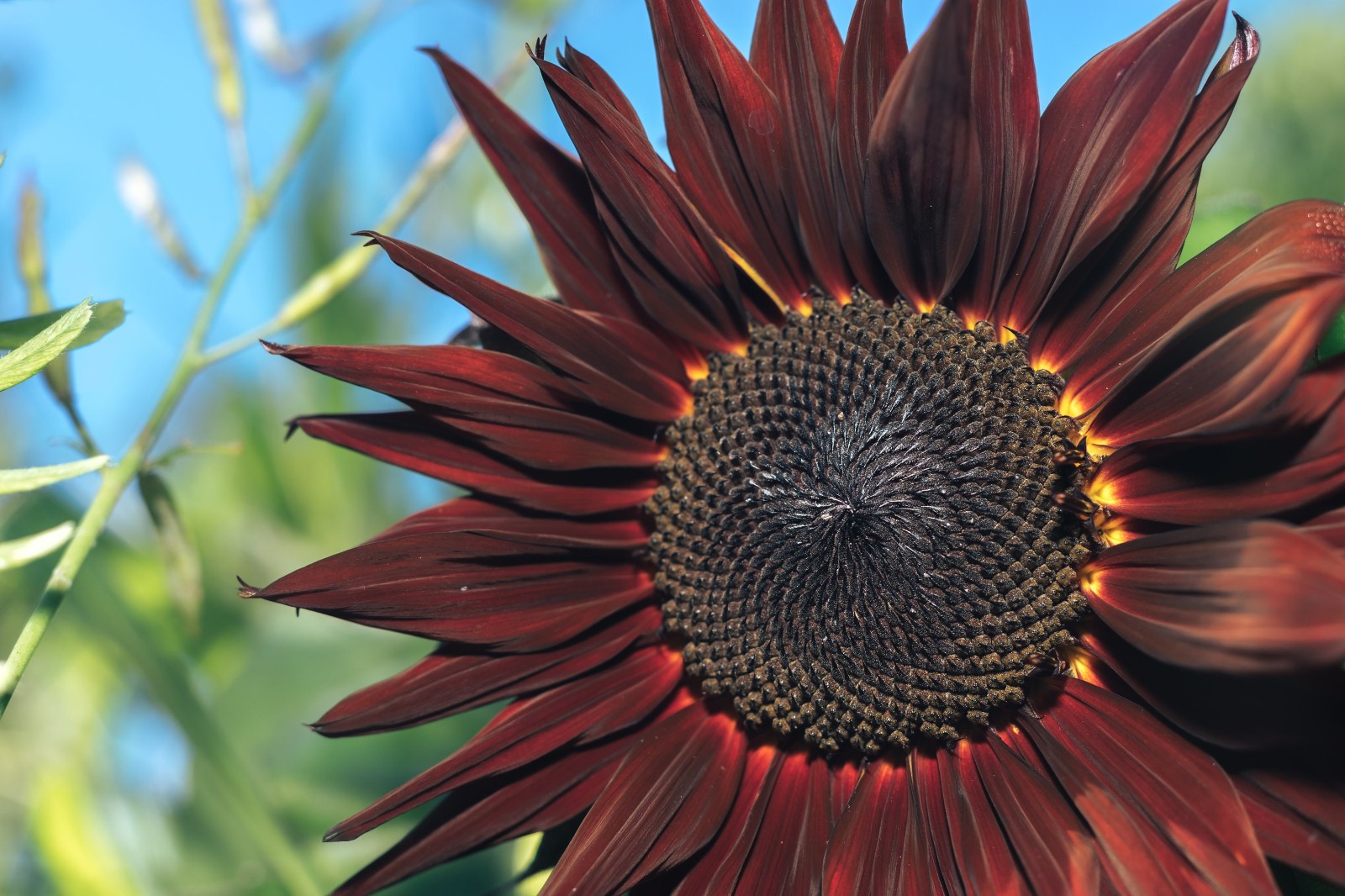 ProCut Red Sunflower Seeds Free Shipping!