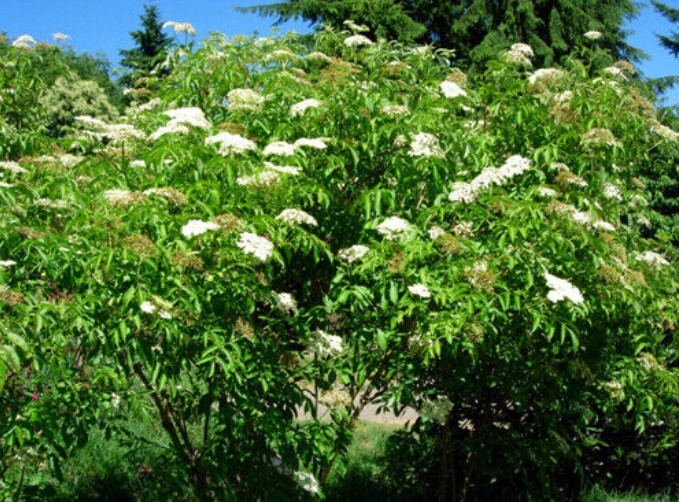 American Elderberry Live Ranch Sambucus Canadensis Edible Fruit Hybrid In 4″ Pot