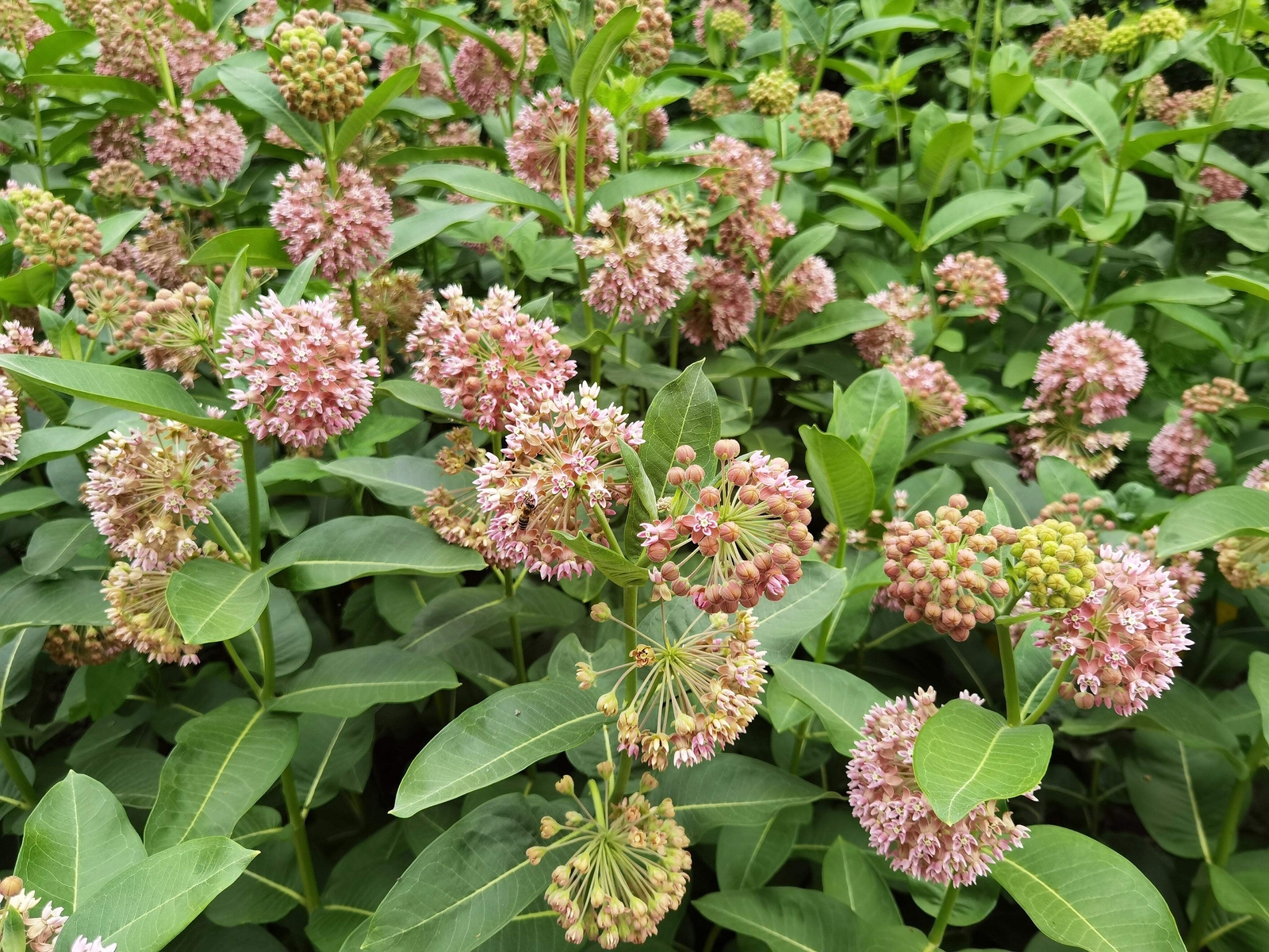 100 PINK COMMON MILKWEED Asclepias Syriaca MONARCHS! Flower Seeds *Flat S/H