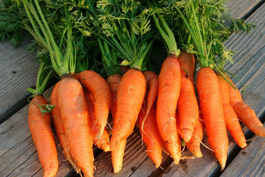 Danvers 126 Half Long Carrot Seeds, NON-GMO, Heirloom, Variety Sizes, FREE SHIP