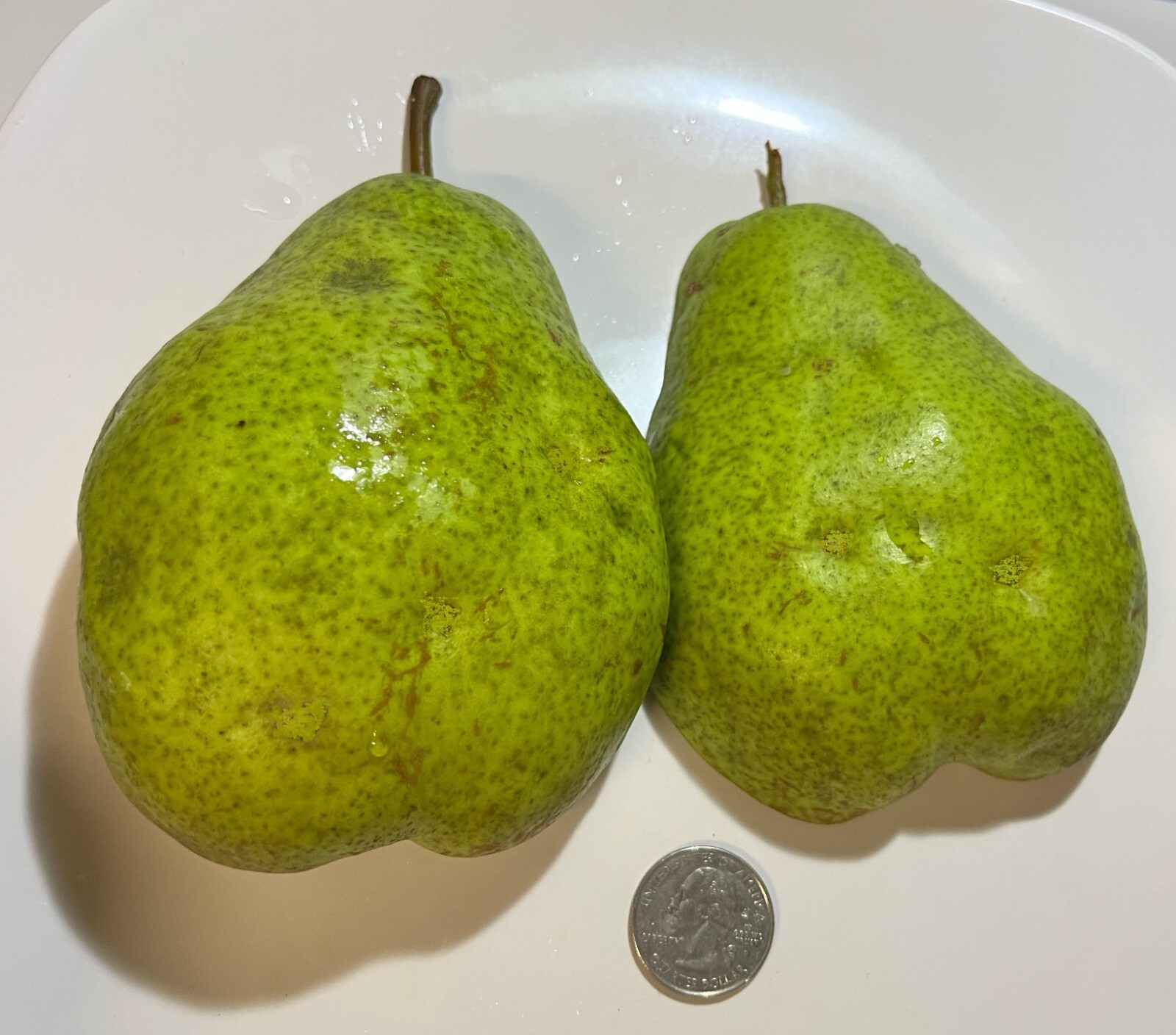 15 thin Giant Fruit Bartlett pear tree cuttings rooting grafting Great producer