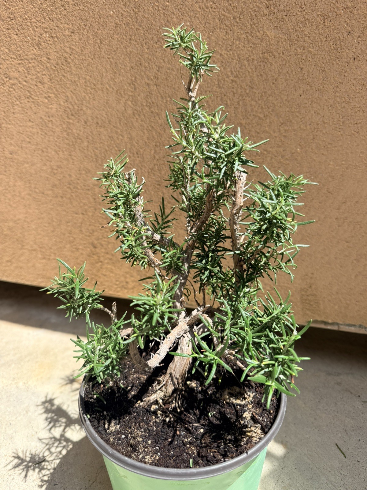 Rosemary Rosmarinus Pre Bonsai Dwarf Shohin Nice Movement Trunk Flowers Fragrant