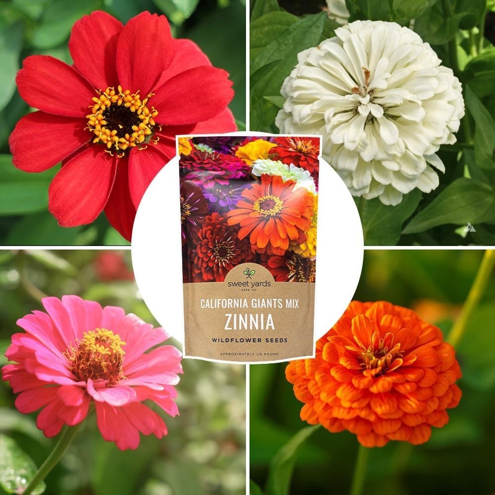 Massive Bulk Zinnia Seeds – California Giants Mix – Perfect for Garden Displays