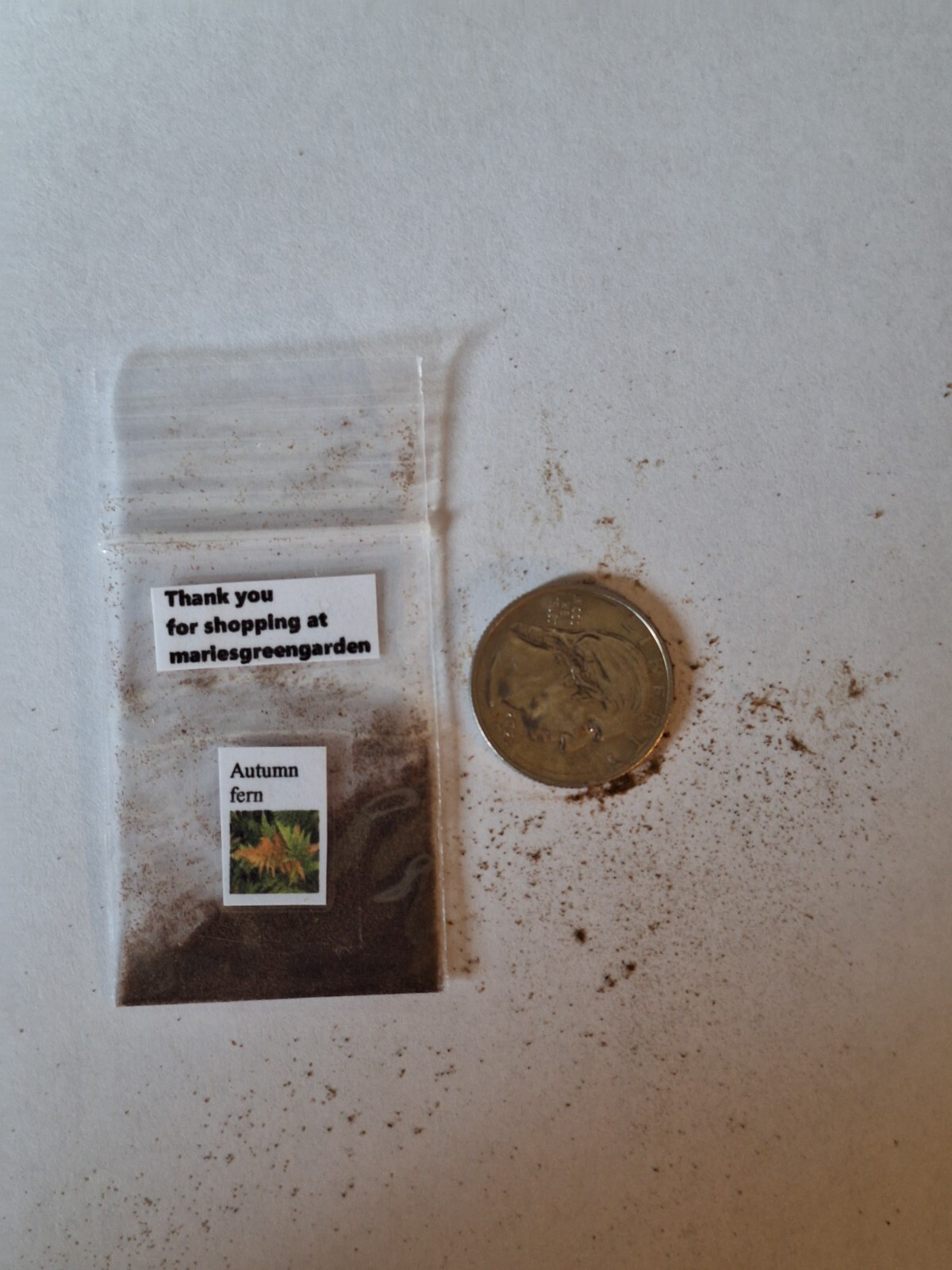 Autumn fern 1000 SPORES (SEEDS) DRYOPTERIS ERYTHROSORA, HARDY FERN
