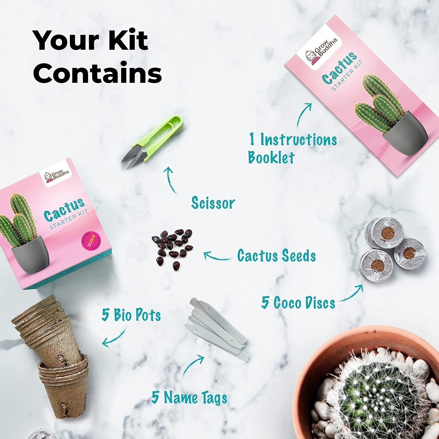 Cactus Kit Grow Your Own Seeds Starter | Plants, Cacuts