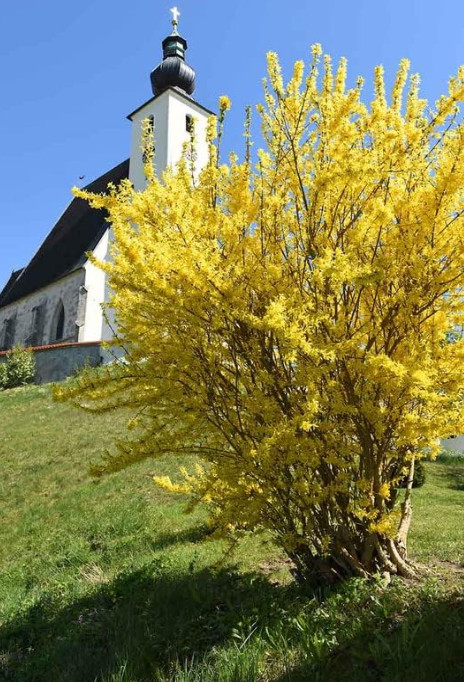 2 Live Lynwood Gold Forsythia Plants – 6–12” Tall – 4” Pot – Flowering Shrub