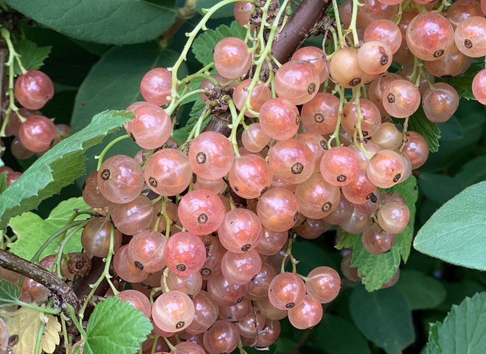 12-18″ tall Gloire de Sablons Pink Currant Rooted Cutting dormant plant