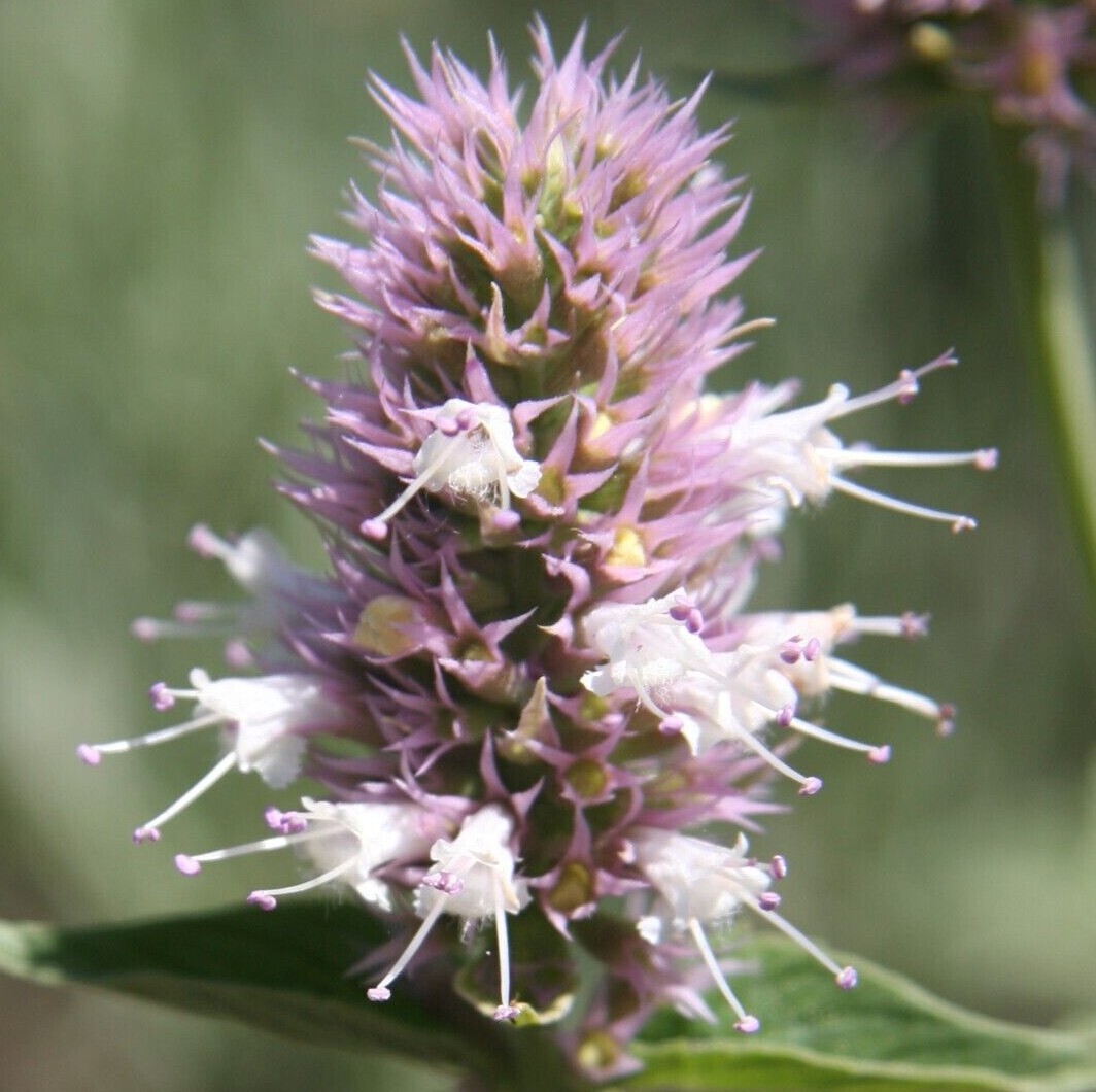 AGASTACHE URTICIFOLIA Seeds *FREE Shipping!* Nettleleaf Giant Hyssop 500+ SEEDS