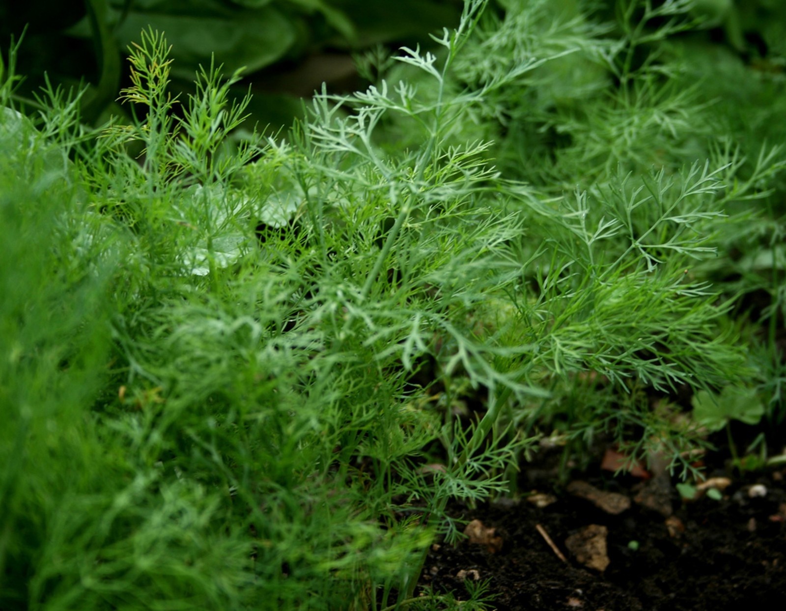 1,300+ Dill Herb Seeds- Bouquet- 2021 Seeds $1.69 Max. Shipping Per Order