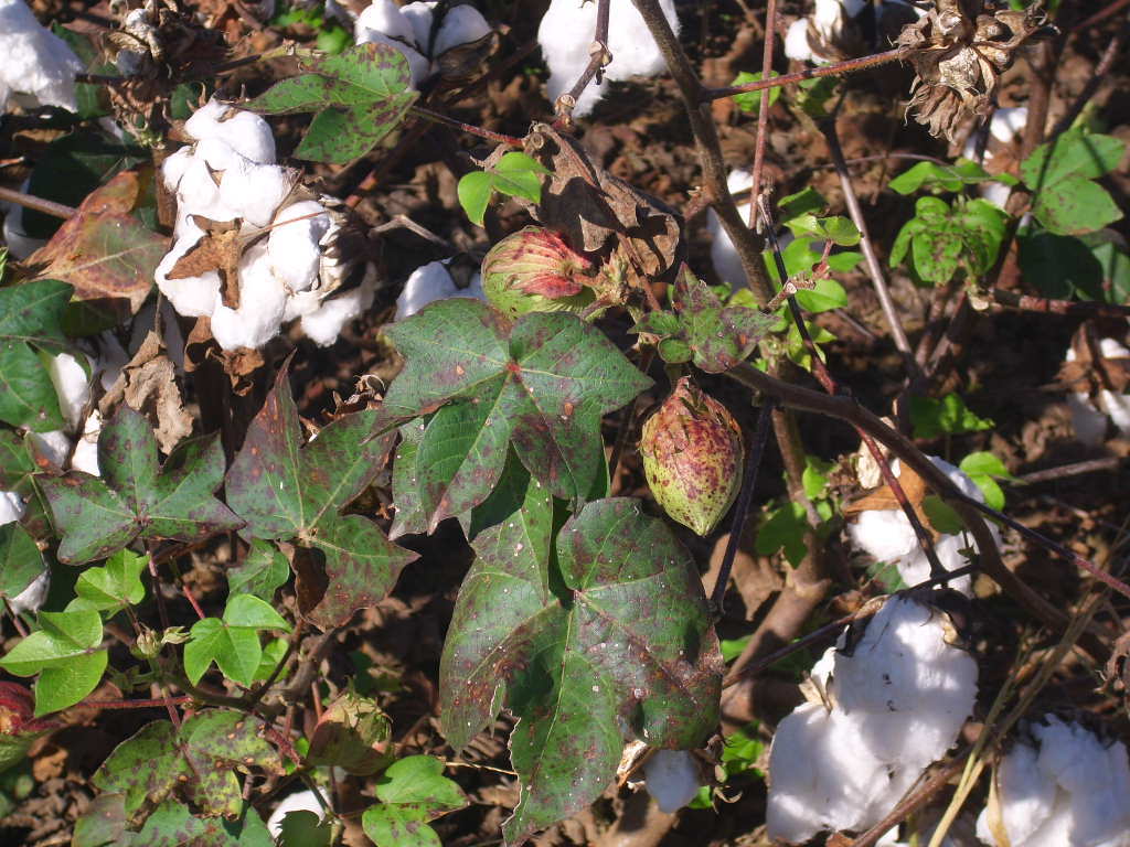 12 UPLAND COTTON SEEDS Gossypium hirsutum