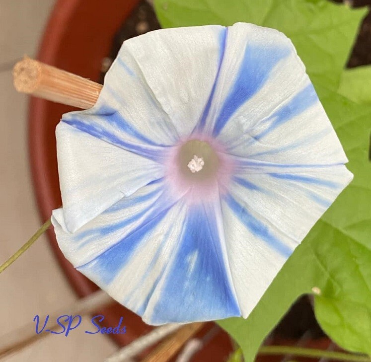 Dusty Blue Collection – Japanese Morning Glory – ipomoea NIL – 6 seeds – Amazing
