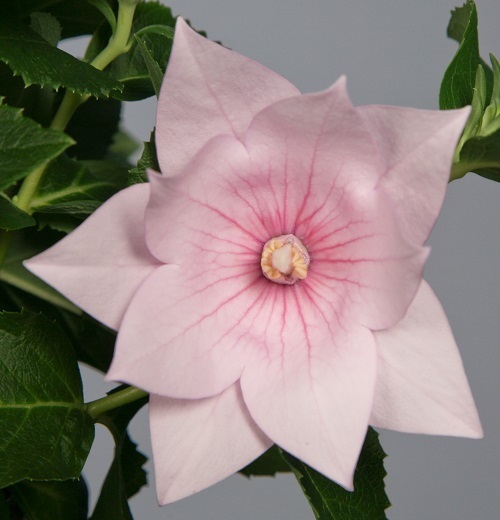 40+ PINK PLATYCODON DOUBLE BALLOON FLOWER SEEDS / PERENNIAL