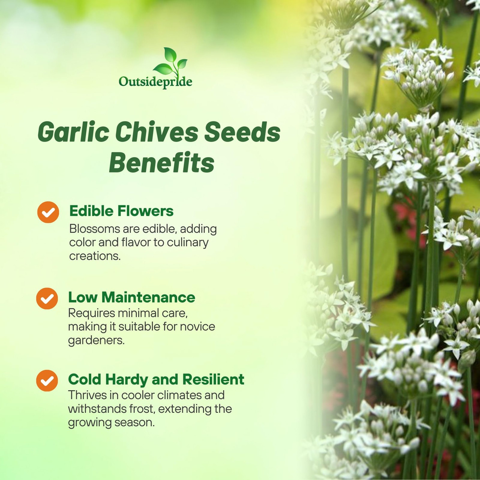1 OZ Non-GMO Garlic Chives Herb Seeds For Sprouting & Microgreens