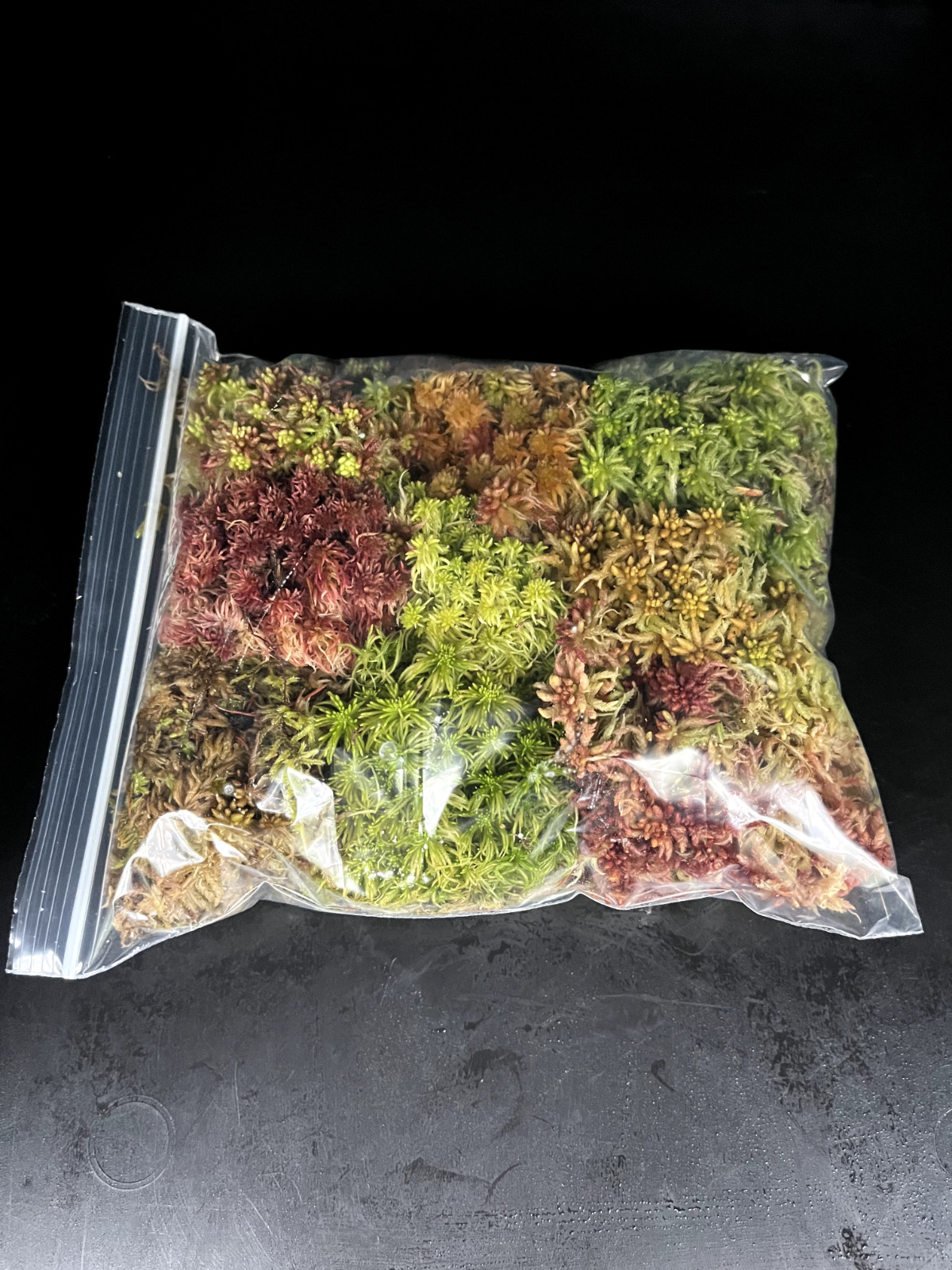 Live Sphagnum Moss 9 Species Mix 7″x8″ Carnivorous Plants Terrariums Vivariums