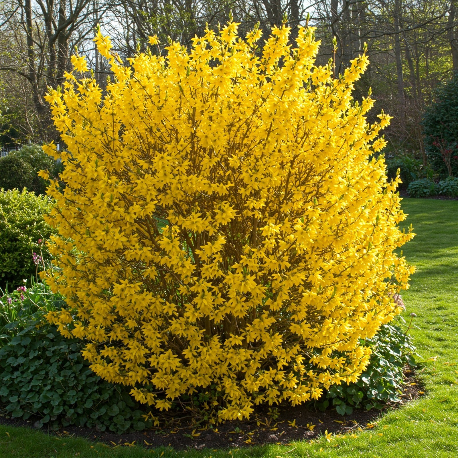 Lynwood Gold Forsythia Shrub Plant Live Flowering Fast Growing Hedge 2 Gal Pot