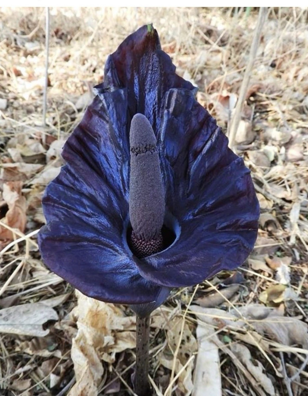 Amorphophallus Mossambicensis Extremely Rare In Cultivation One Corm LAST ONE