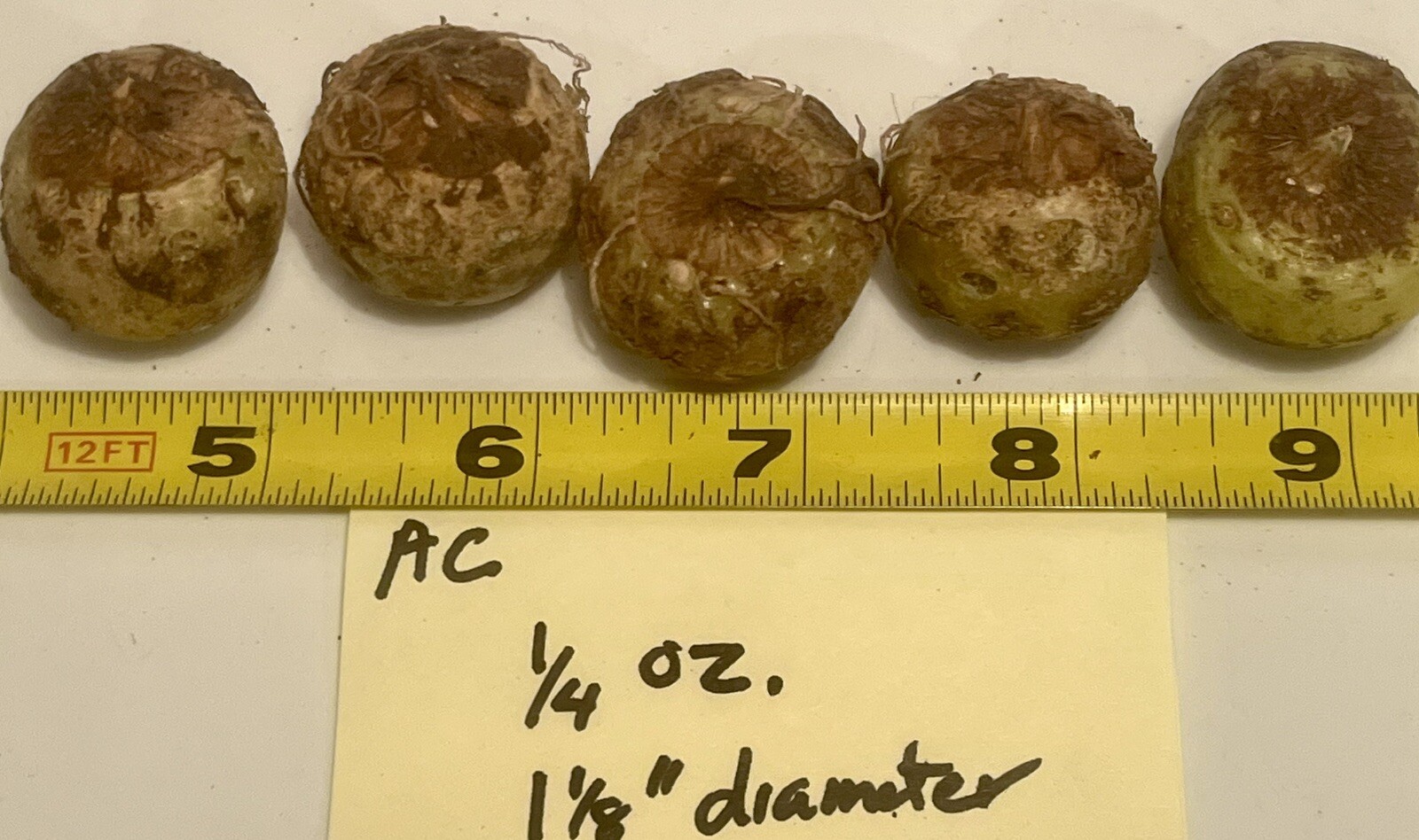 ARISAEMA CONSANGUINEUM -Himalayan Cobra Lily, 1 Small Bulb 1/16 oz. to 3/8 oz.