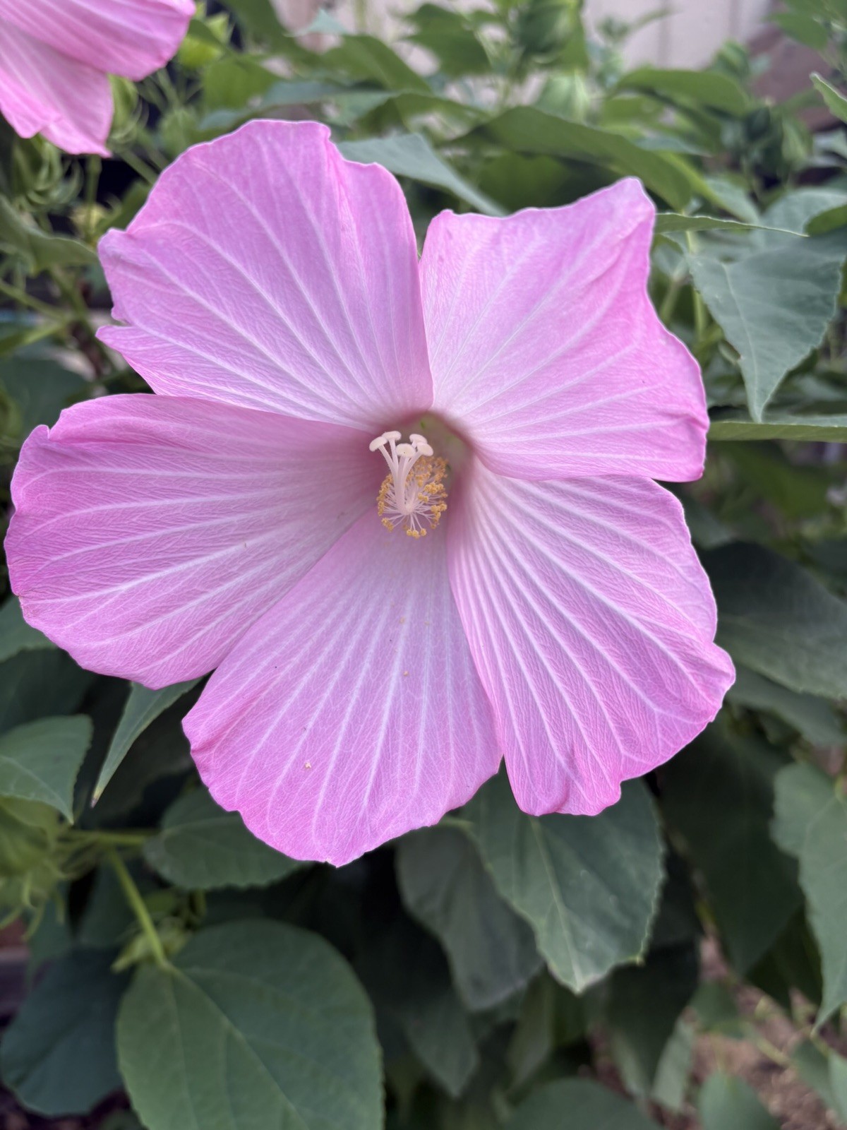 100+ Mixed Pink & White Hibiscus Moscheutos Rose Mallow seeds Free US shipping!