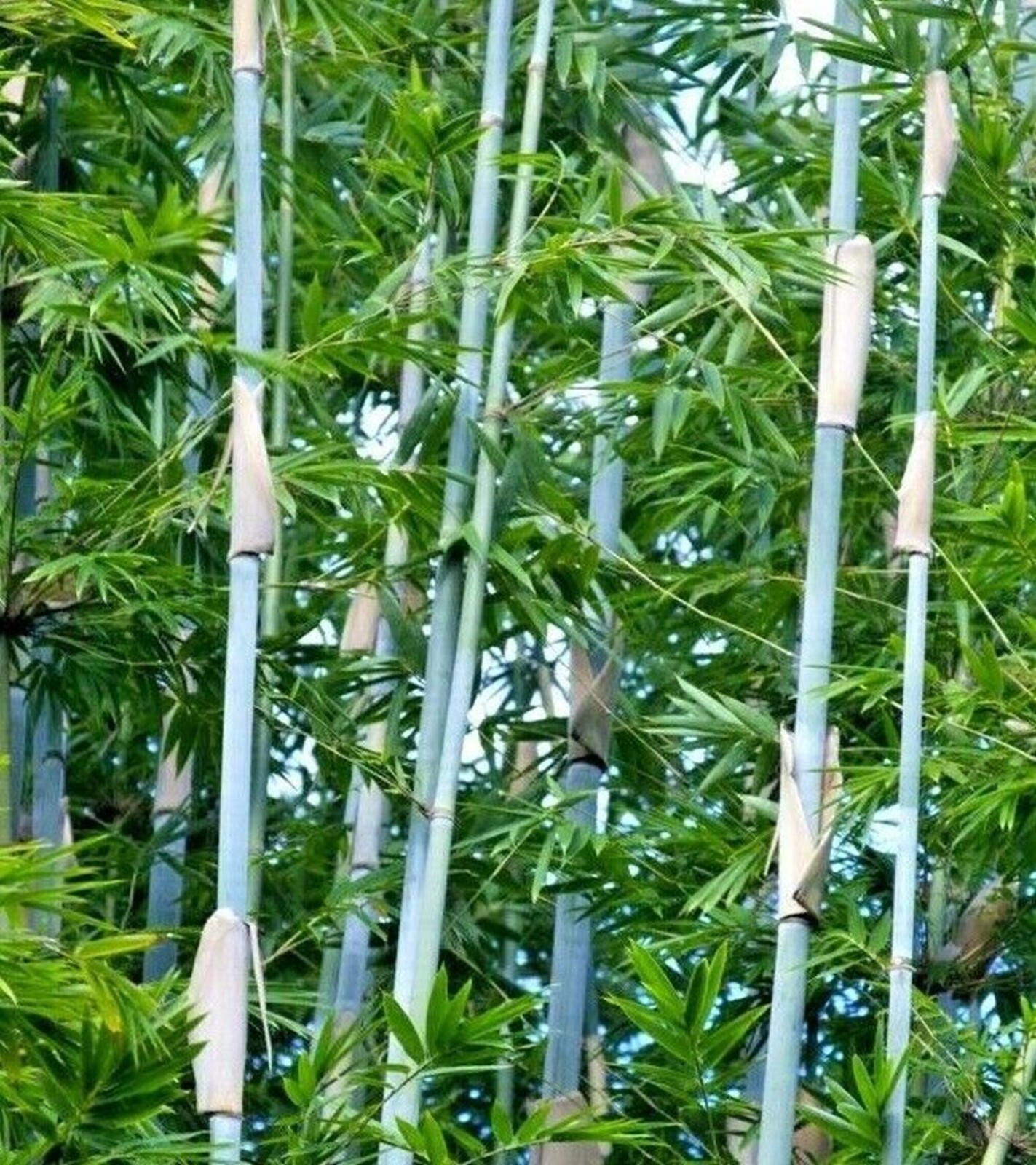 100 Tropical Blue Bamboo Seeds Perennial Ornamental Seed Privacy Shots US SELLER