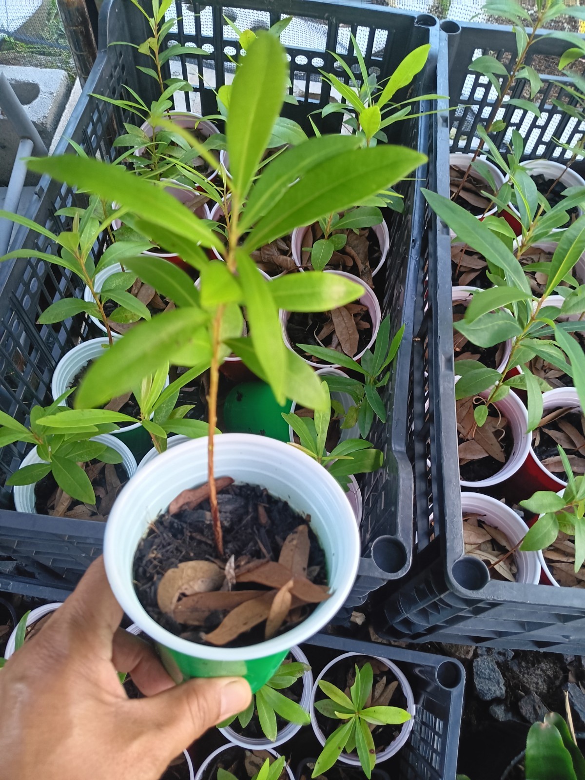 Java Plum Jamun Starter Plant