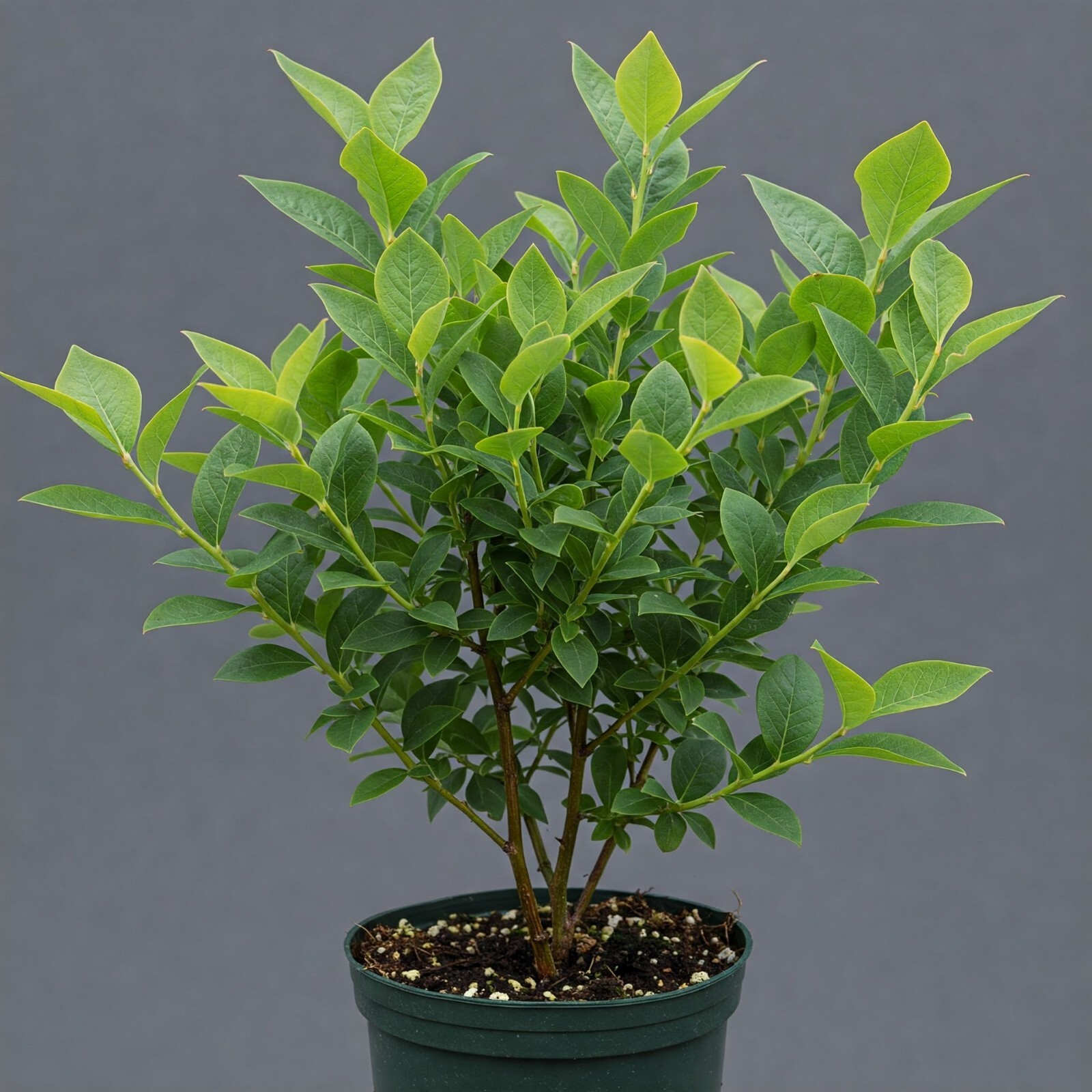 Top Hat Blueberry 1 Gal 6 Pack Live Plant Vaccinium Small Outdoor Fruiting Bush
