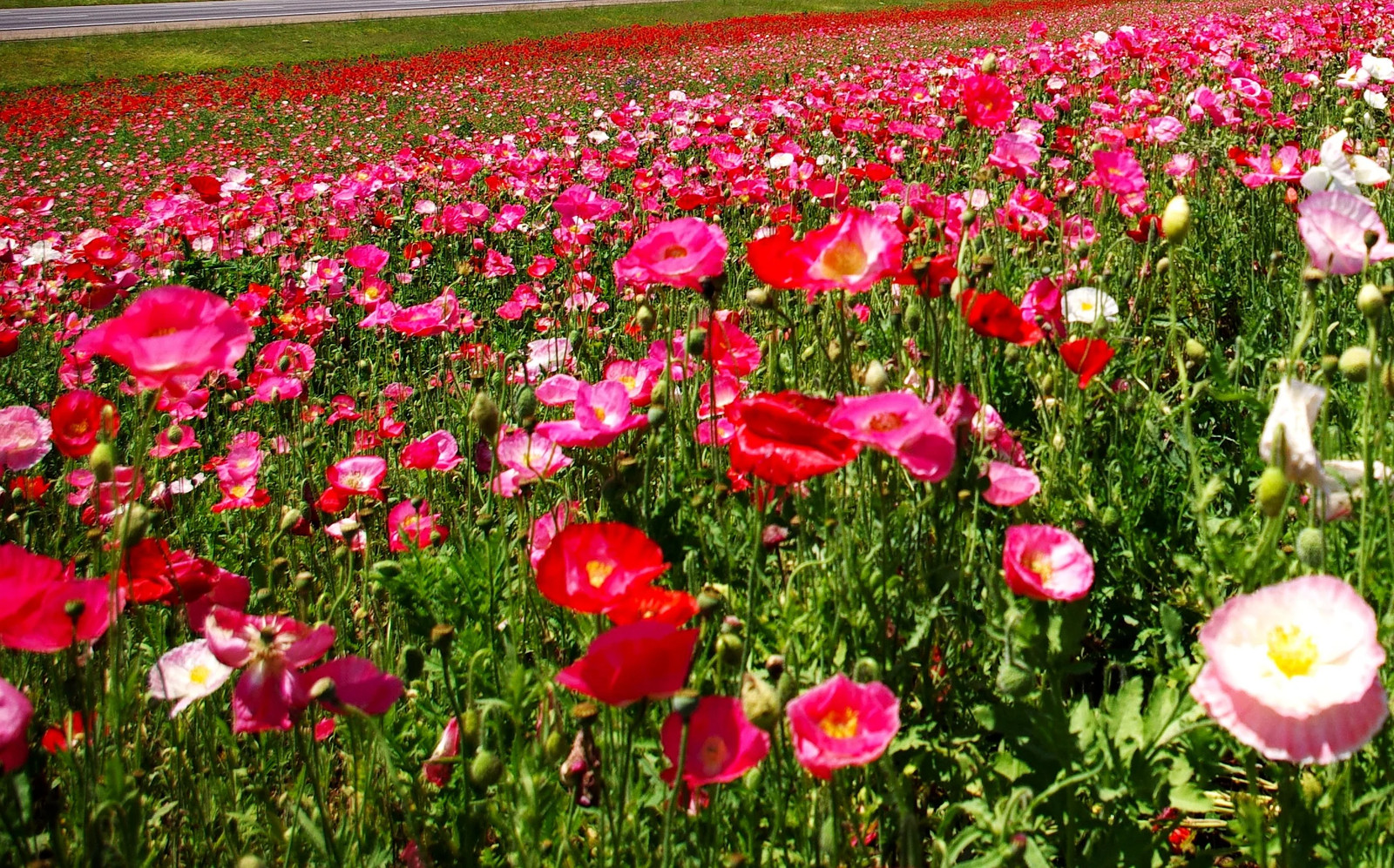 Single Mix Shirley Poppy Seeds | P.Rhoeas Pink Red Poppies Wild Flower Seed 2025