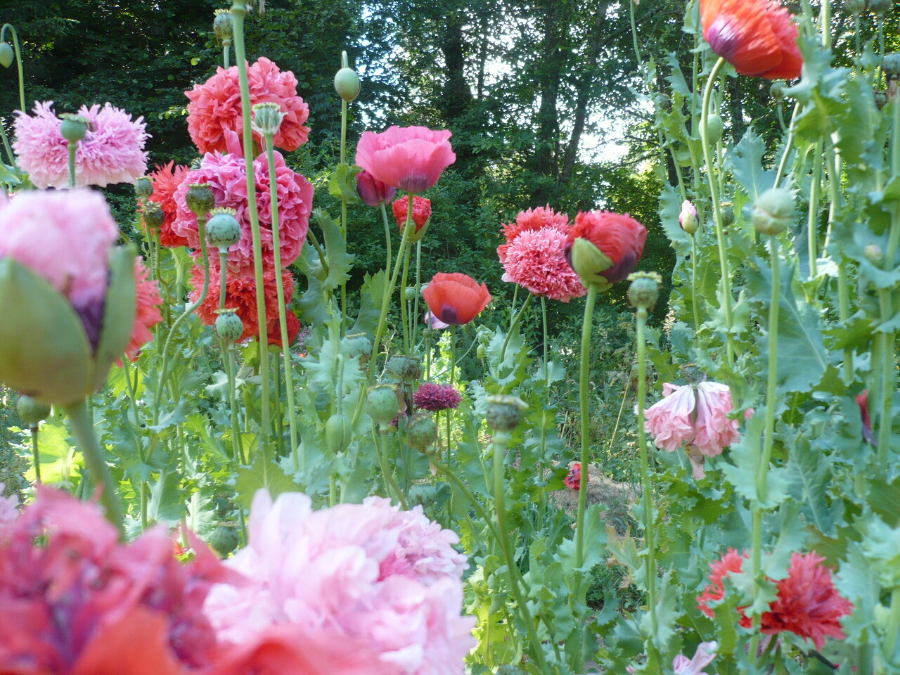 Doubles Peony Pom Pom Som. Poppy Variety Mix 2000 Seeds *PoppyQueen👑