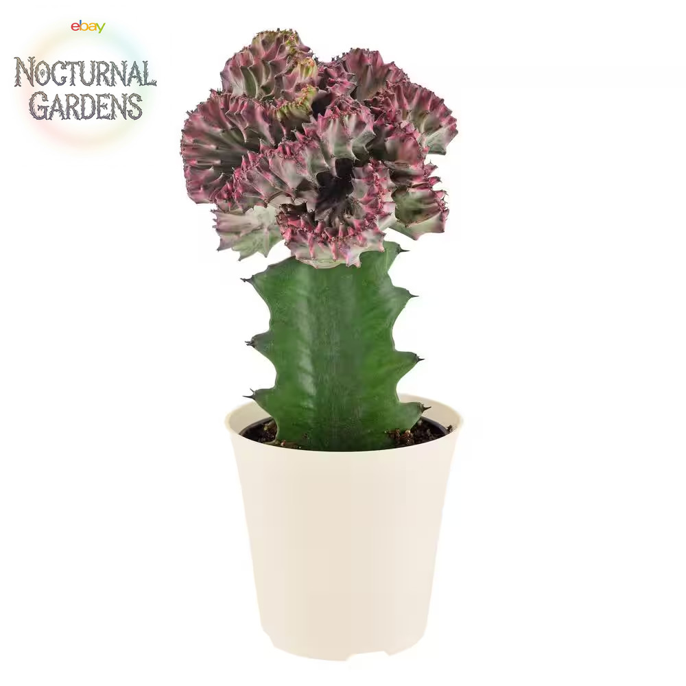 4 In. Light Purple Marmaid Tail Coral Cactus Live Indoor Plant in Beige Plastic