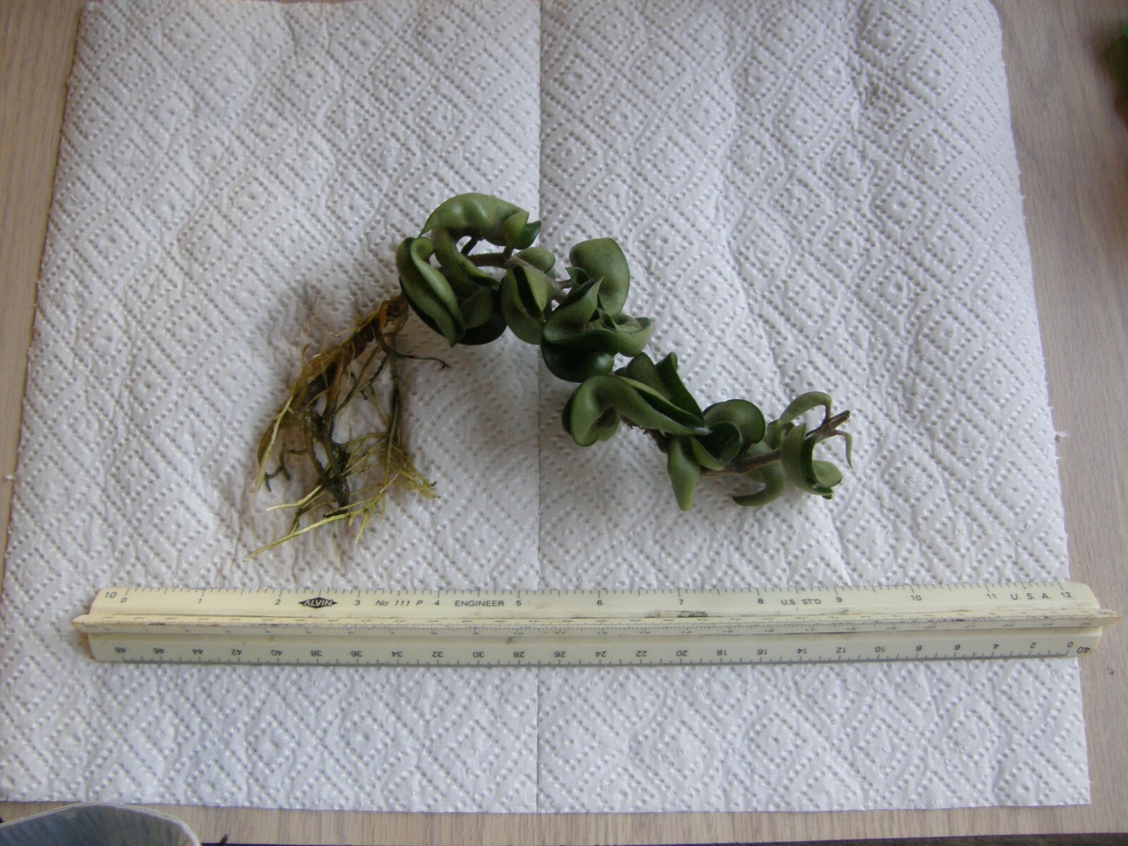 #7869 HOYA CARNOSA COMPACTA KRINKLE KURL HINDU ROPE BARE ROOT PLANT FIVE+ INCHES