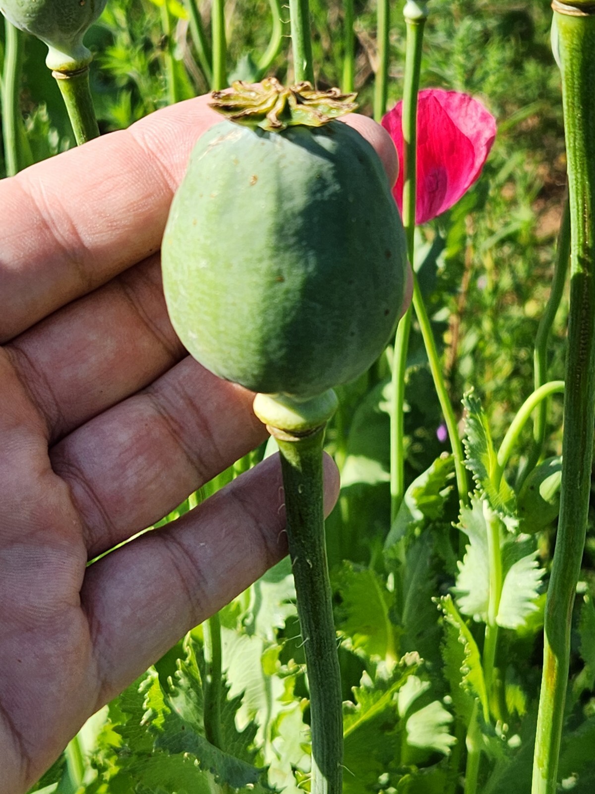 Izmir Poppy Mystery Mix Papaver Somniferum